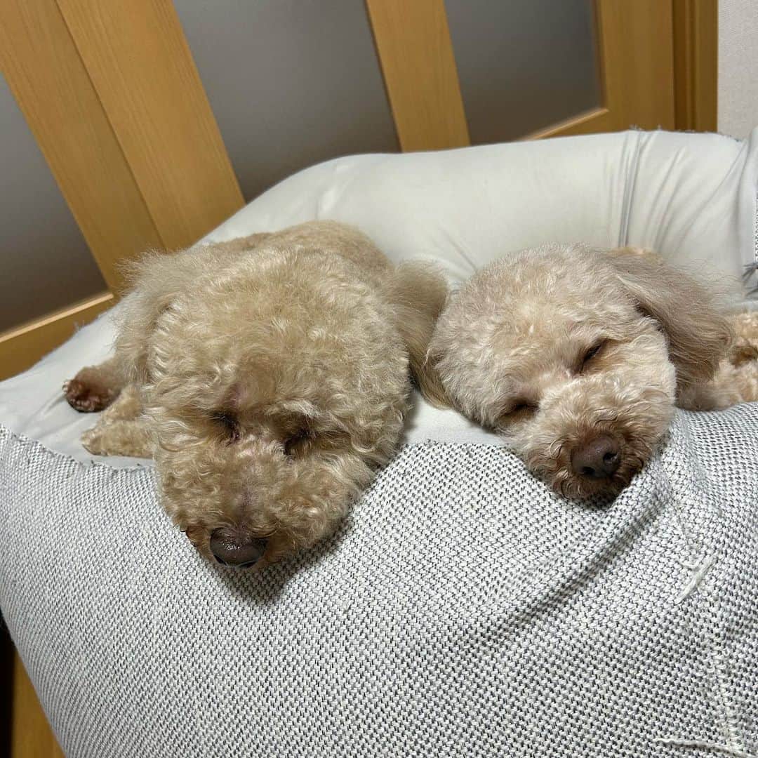 姫野宥弥のインスタグラム：「トリミングから帰ってきてモコもティムも疲れてる🐶💤 可愛くなったね👍」
