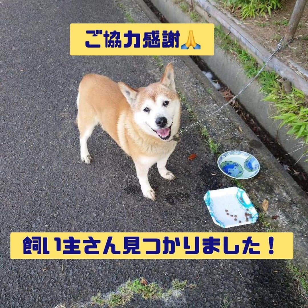 がんちゃんさんのインスタグラム写真 - (がんちゃんInstagram)「朝投稿した迷子犬、飼い主さんが出雲保健所に迎えに来られたそうです🙌🙌🙌 よかったー！ ご協力、ご心配ありがとうございました💓  元記事は削除しますね！」6月13日 18時37分 - kota2ann