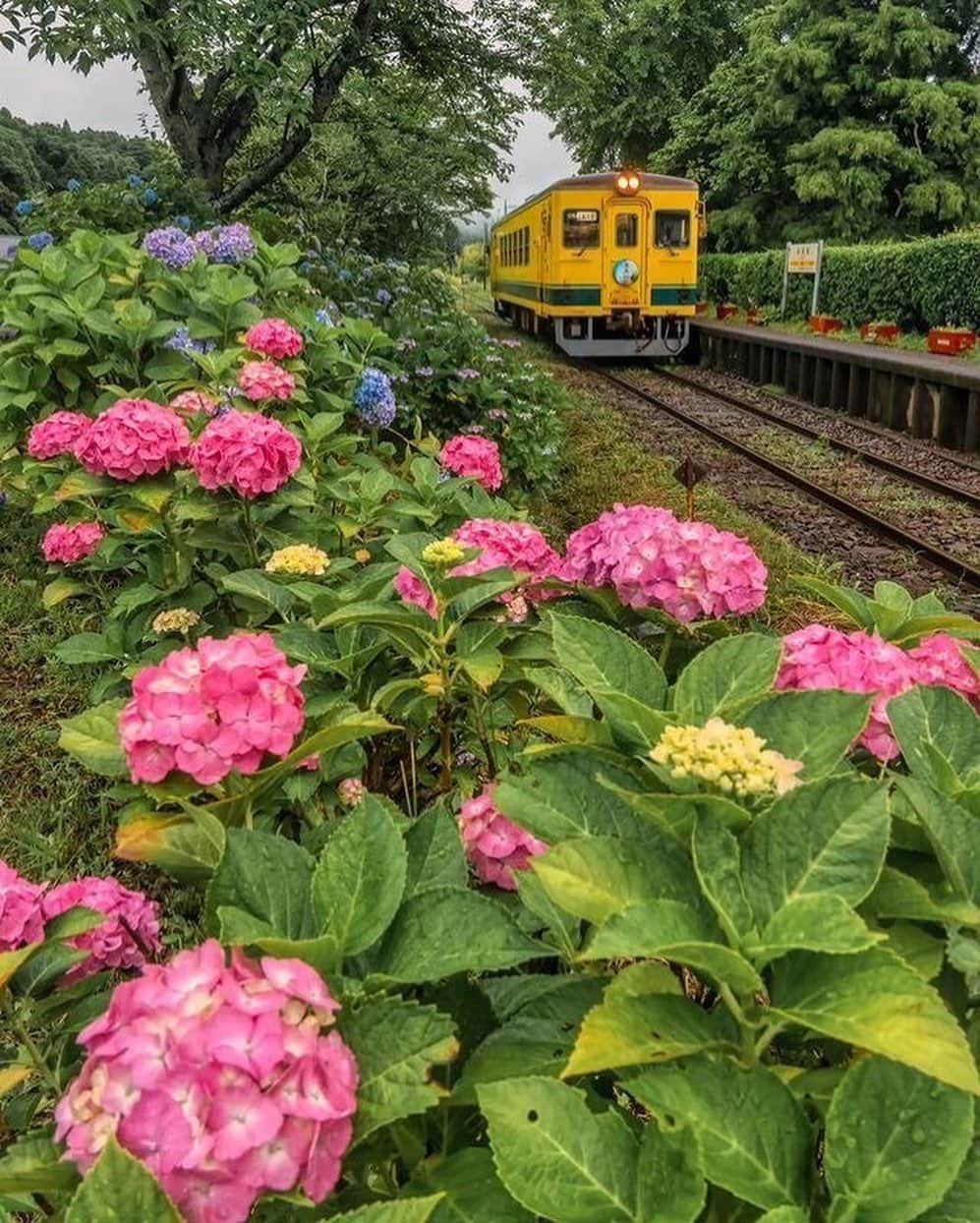 楽天トラベル さんのインスタグラム写真 - (楽天トラベル Instagram)「投稿を保存して見返してね😊 毎日おすすめの観光スポットやホテルを紹介している 楽天トラベル💚 👉@rakutentravel  ーーーーーーーーーーーーー  本日は、紫陽花とカラフルな電車がよくマッチした写真を紹介します🚋 外からだけでなく車窓から紫陽花を眺めるのも素敵な経験となりそうですよね💕  ーーーーーーーーーーーーー  📍#江ノ島電鉄 神奈川県 Special Thanks💓📸Photo by @__photobymt__  📍#小湊鉄道 千葉県 Special Thanks💓📸Photo by @masa_a_photographer  📍#いすみ鉄道 千葉県 Special Thanks💓📸Photo by @keeeesan1108  ーーーーーーーーーーーーー  #rakutentravel をつけて投稿してくだされば、 あなたの撮った写真が楽天トラベルアカウントに掲載されるかも👀  トレンドから定番まで、来週のワクワクを叶える楽天トラベルの旅マガジン👜💕楽天トラベルをフォローして理想の旅をみつけてね🛫@rakutentravel  今までの旅行の体験談や感想など コメントに書いてね✏  ーーーーーーーーーーーーー」6月13日 18時38分 - rakutentravel