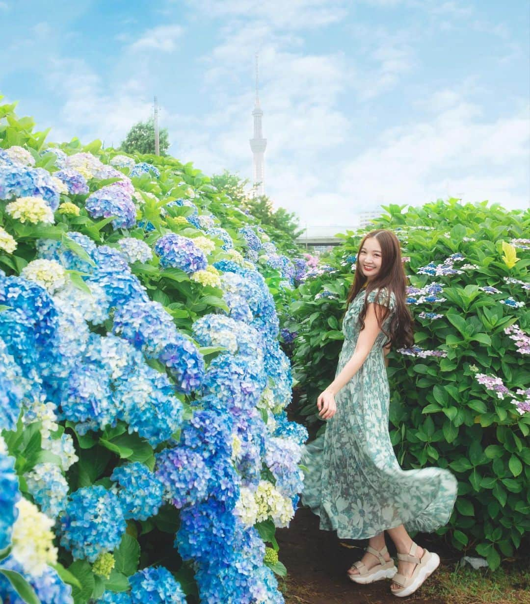 Sherryさんのインスタグラム写真 - (SherryInstagram)「ㅤㅤㅤㅤㅤㅤㅤㅤㅤㅤㅤㅤㅤ ㅤㅤㅤㅤㅤㅤㅤㅤㅤㅤㅤㅤㅤ 梅雨時期の楽しみは きれいな紫陽花の花🪻 ㅤㅤㅤㅤㅤㅤㅤㅤㅤㅤㅤㅤㅤㅤㅤㅤㅤㅤㅤㅤㅤㅤㅤㅤㅤㅤ ㅤㅤㅤㅤㅤㅤㅤㅤㅤㅤㅤㅤㅤ ㅤㅤㅤㅤㅤㅤㅤㅤㅤㅤㅤㅤㅤ」6月13日 18時42分 - sherry_1113