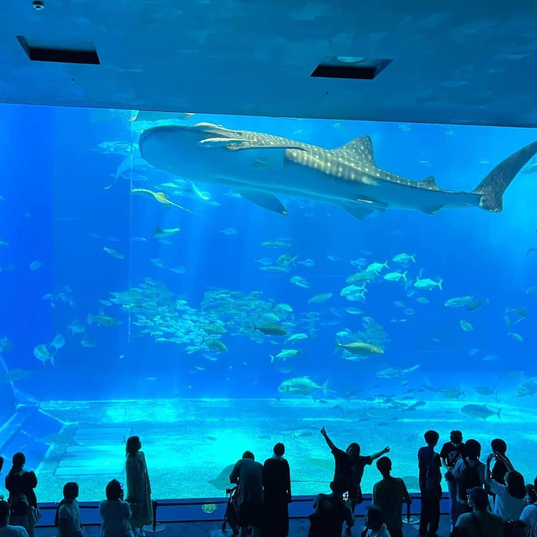 _hw_em11さんのインスタグラム写真 - (_hw_em11Instagram)「🐳  美ら海水族館🦈  めちゃくちゃ海は綺麗だし、マンタもジンベイザメもいたよ🥺  ザ沖縄って感じのテラスでハンバーガー食べたよ🍔  . . #美ら海  #美ら海水族館  #水族館 #沖縄 #沖縄旅行  #沖縄観光」6月13日 18時53分 - _hw_em11