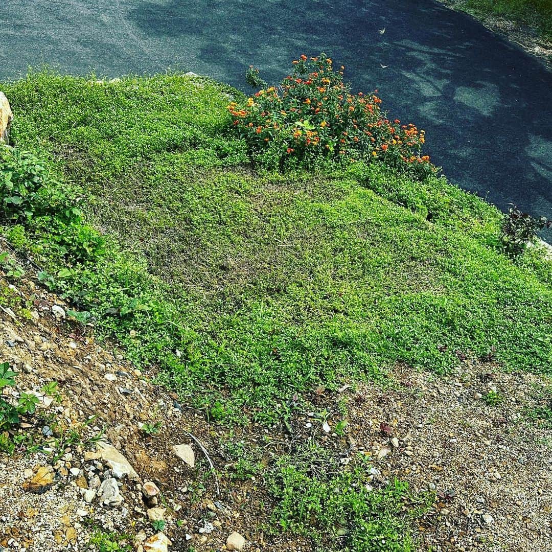 Utsuさんさんのインスタグラム写真 - (UtsuさんInstagram)「最近ソファを半分しか使えない🐈  → クラピア縦伸びで失敗したので  → いったん刈り上げて  → 土を入れて平らにしたい #ヤバい素人盆栽 #室手海岸」6月13日 18時55分 - 3utsu