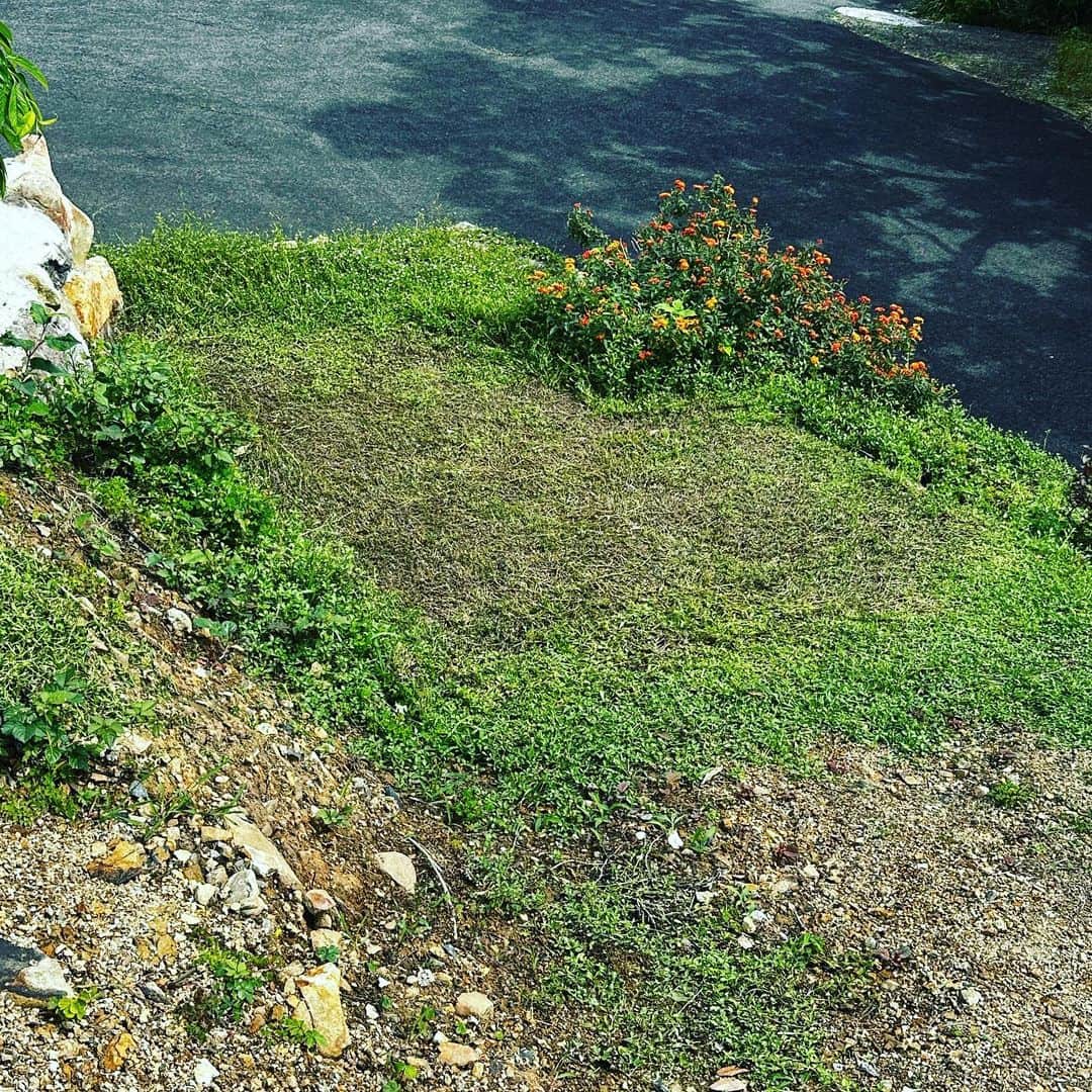 Utsuさんさんのインスタグラム写真 - (UtsuさんInstagram)「最近ソファを半分しか使えない🐈  → クラピア縦伸びで失敗したので  → いったん刈り上げて  → 土を入れて平らにしたい #ヤバい素人盆栽 #室手海岸」6月13日 18時55分 - 3utsu