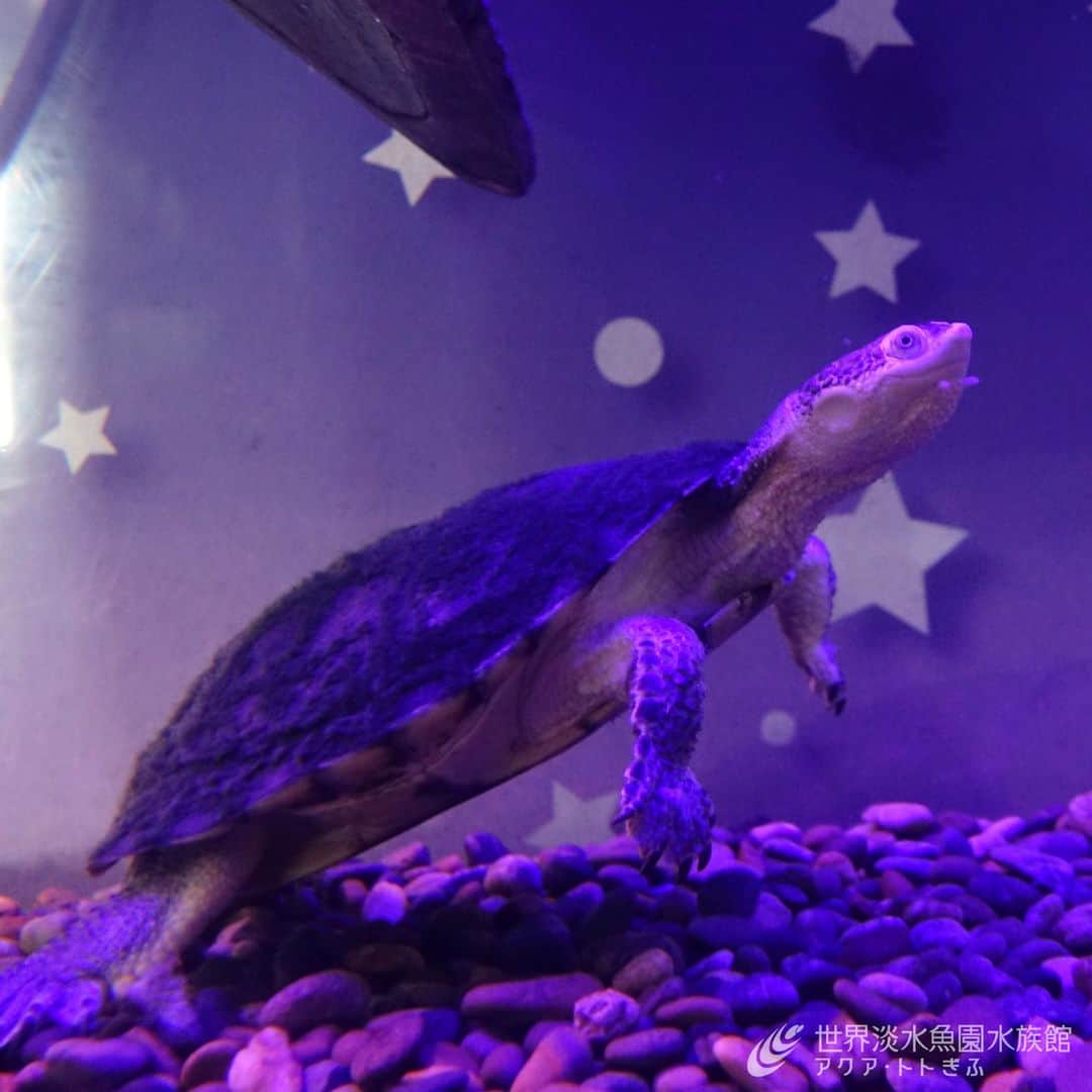 世界淡水魚園水族館 アクア・トト ぎふのインスタグラム：「テーマ水槽『織姫とかがやく星たち』がはじまりました。  七夕の夜空に輝く天の川をブルースターダストメダカで表現し、織姫にはヒメと名が付くヒメカエルガメが登場しています。  【期間】2023年7月18日（火）まで  #アクアトト #水族館 #aquarium #七夕 #織姫 #天の川 #オアシスパーク #河川環境楽園」