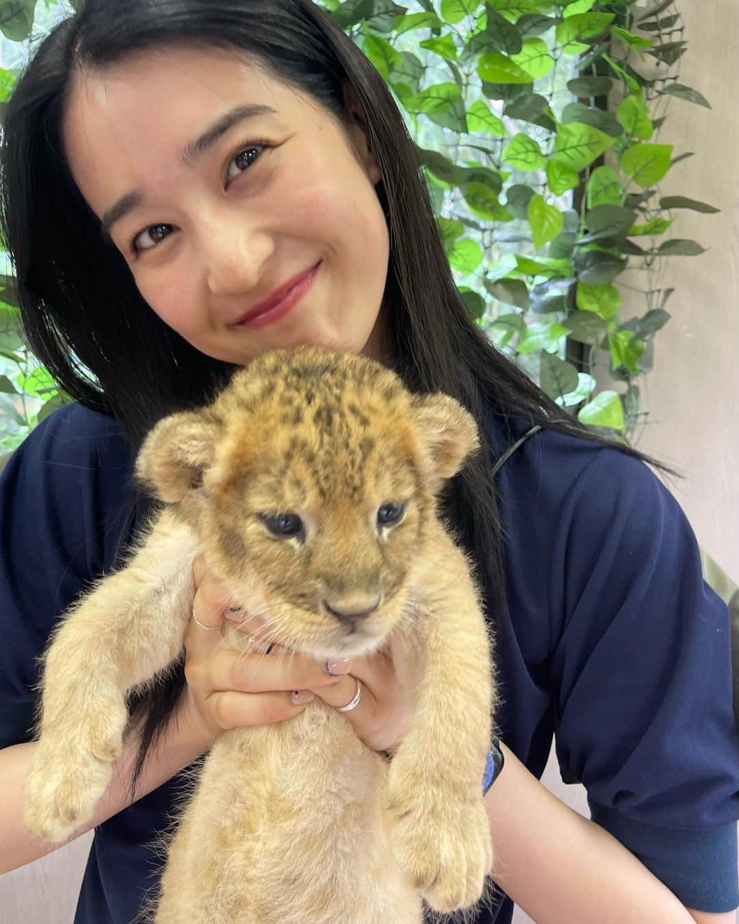青野楓さんのインスタグラム写真 - (青野楓Instagram)「先月ライオンの赤ちゃんが産まれたとゆうことで、香川県の @shirotorizoo まで会いにいってきました🥺かわいすぎたあぁあ。夢だった肉球も触れたしこのサイズの時期に会えて本当に嬉しかった。またもう一回ぐらい会いたいね！！！🫢♡  Baby lion twins🦁🦁  #ライオン#ライオンの赤ちゃん #lion」6月13日 19時14分 - kaede626