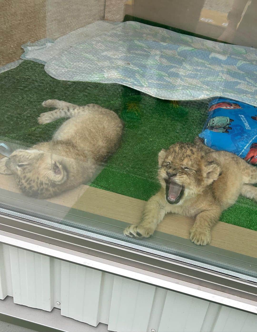 青野楓さんのインスタグラム写真 - (青野楓Instagram)「先月ライオンの赤ちゃんが産まれたとゆうことで、香川県の @shirotorizoo まで会いにいってきました🥺かわいすぎたあぁあ。夢だった肉球も触れたしこのサイズの時期に会えて本当に嬉しかった。またもう一回ぐらい会いたいね！！！🫢♡  Baby lion twins🦁🦁  #ライオン#ライオンの赤ちゃん #lion」6月13日 19時14分 - kaede626