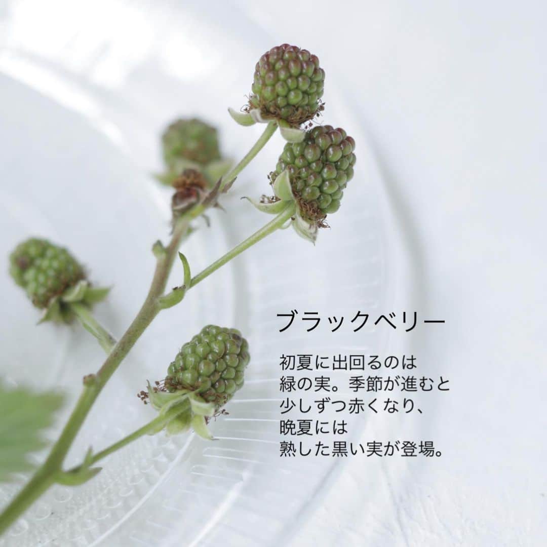 雑誌『花時間』さんのインスタグラム写真 - (雑誌『花時間』Instagram)「初夏は、かわいい実ものの季節ですね🍏  花時間（@hanajikan_magazine）です。  花時間春夏号でも、素敵な飾り方を紹介していますが、皆さんも初夏の実ものがお好きですよね？  私がいちばん好きなのは、フサスグリ。  半透明の実はビーズのようだと、飽きることなく眺めてしまいます。  長い枝で売られているけど、好きなお花の丈に合わせてカット✂️して使ってみて。  枝ものだから、枝の切り口には、縦に割りを入れると、水あげがよくなります。  なお、少しの振動でも実が落ちやすいフサスグリちゃん。  落ちた実は、ガラスの小皿などにのせて飾ると、これまた素敵なんです🩷  また今年もフサスグリ探しのシーズンが開幕しましたね！  あっ、桑の実は、子どもの頃、木に登って、せっせと食べました（笑）野生児ですね😅  では、本日もお疲れさまでした。明日も元気smile😊😊😊で頑張りましょう！ byピーターパン  写真　@tanabe32   【花時間ニュース】 💜『花時間』から、花の定期便がスタートしました🥰　世界でここだけのバラと旬花が届く嬉しいサービスです💕  💜『花時間2023春夏』〈春のピンク！夏のブルー！〉大好評発売中！  💜『花と短歌でめぐる 二十四節気 花のこよみ』大好評発売中  すべて @hanajikan_magazine のプロフィールのリンクから飛べます✈️  『花時間』本誌や書籍は全国の書店、ネット書店でも発売中✨  #花時間 #フラワーアレンジ #初夏の花  #フサスグリ #花が好き #花が好きな人と繋がりたい #花を飾る #花を飾る生活 #花屋さんへ行こう」6月13日 19時46分 - hanajikan_magazine