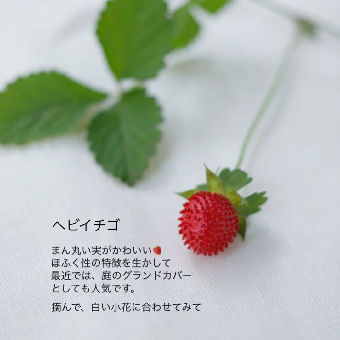 雑誌『花時間』さんのインスタグラム写真 - (雑誌『花時間』Instagram)「初夏は、かわいい実ものの季節ですね🍏  花時間（@hanajikan_magazine）です。  花時間春夏号でも、素敵な飾り方を紹介していますが、皆さんも初夏の実ものがお好きですよね？  私がいちばん好きなのは、フサスグリ。  半透明の実はビーズのようだと、飽きることなく眺めてしまいます。  長い枝で売られているけど、好きなお花の丈に合わせてカット✂️して使ってみて。  枝ものだから、枝の切り口には、縦に割りを入れると、水あげがよくなります。  なお、少しの振動でも実が落ちやすいフサスグリちゃん。  落ちた実は、ガラスの小皿などにのせて飾ると、これまた素敵なんです🩷  また今年もフサスグリ探しのシーズンが開幕しましたね！  あっ、桑の実は、子どもの頃、木に登って、せっせと食べました（笑）野生児ですね😅  では、本日もお疲れさまでした。明日も元気smile😊😊😊で頑張りましょう！ byピーターパン  写真　@tanabe32   【花時間ニュース】 💜『花時間』から、花の定期便がスタートしました🥰　世界でここだけのバラと旬花が届く嬉しいサービスです💕  💜『花時間2023春夏』〈春のピンク！夏のブルー！〉大好評発売中！  💜『花と短歌でめぐる 二十四節気 花のこよみ』大好評発売中  すべて @hanajikan_magazine のプロフィールのリンクから飛べます✈️  『花時間』本誌や書籍は全国の書店、ネット書店でも発売中✨  #花時間 #フラワーアレンジ #初夏の花  #フサスグリ #花が好き #花が好きな人と繋がりたい #花を飾る #花を飾る生活 #花屋さんへ行こう」6月13日 19時46分 - hanajikan_magazine