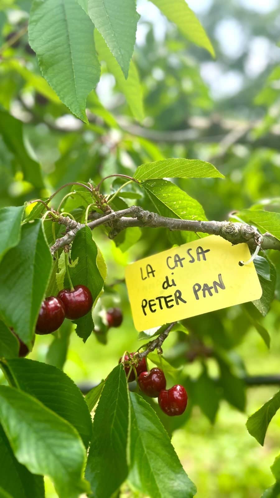 Alessia Marcuzziのインスタグラム：「Ho deciso di aderire ad un’iniziativa molto speciale: @adottaunciliegio 🍒 Ho adottato un ciliegio presso l’azienda agricola Bettino Amidei che mi ha permesso di donare 10 kg di ciliegie (prodotte dal mio ciliegio) alla @peterpan_odv , una casa che ospita bambini malati di cancro e che sostengo da tempo. Trovo che sia un’iniziativa bellissima, un dono green da regalare a persone speciali e che ti permette di sostenere l’ambiente.」