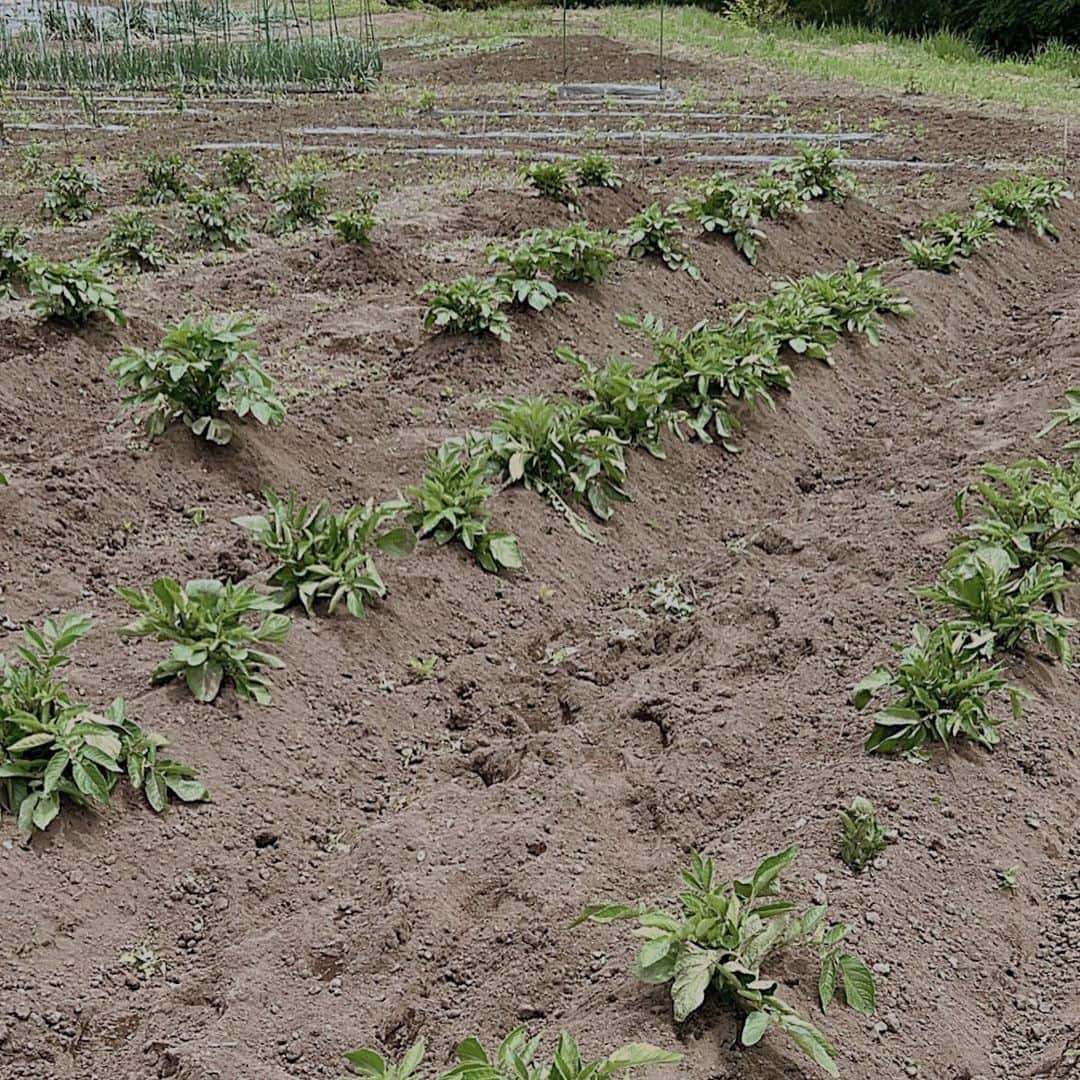 武藤千春さんのインスタグラム写真 - (武藤千春Instagram)「＼わたしの農ライフ 野菜編／  タネや苗を植えてから1ヶ月半が経ち 野菜も草もぐんぐん成長中。  今月はちょっとバタバタしていて しかも梅雨入りしちゃったもんだから 隙間を見つけて畑作業してます。  今年初収穫はラディッシュとケールでした。 やっぱり収穫の瞬間は嬉しいですね。  ASAMAYA @asamayaofficial でお届けしている お野菜の定期便「てのひら小諸 定期便」では 小諸の変態農家さんのお野菜に加えて わたしの畑で採れたものも入れてます。  美味しいお野菜をお届けできるよう この夏もがんばるぞ〜」6月13日 20時07分 - iamchiharumuto
