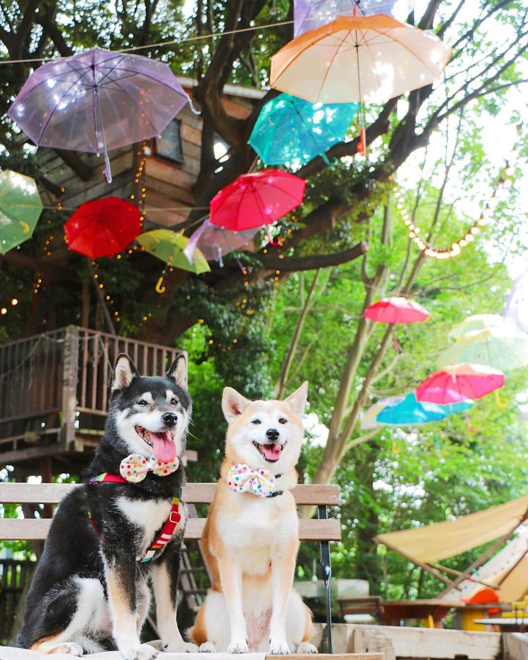 柴犬 けんしろう ゆりあのインスタグラム：「☂️🐶🌈🐶☂️  今日は梅雨の晴れ間が見えたけど 明日は雨予報だってー☂️  お友だちとの集合日 どうか雨が止んでくれますように🙏  にぴきの笑顔キラキラ✨ ついこの間撮ったように思うのに この写真ももう4年前なのね。  #その瞬間は永遠の思い出 #その瞬間に物語を #tokyocameraclub #whim_fluffy #barked #igersip #japan_of_insta #9gag #team_jp_ #photo_shorttrip #wp_flower #lovers_nippon #cute #art_of_japan_ #ptk_japan #japan_daytime_view  Location: #椿森コムナ」