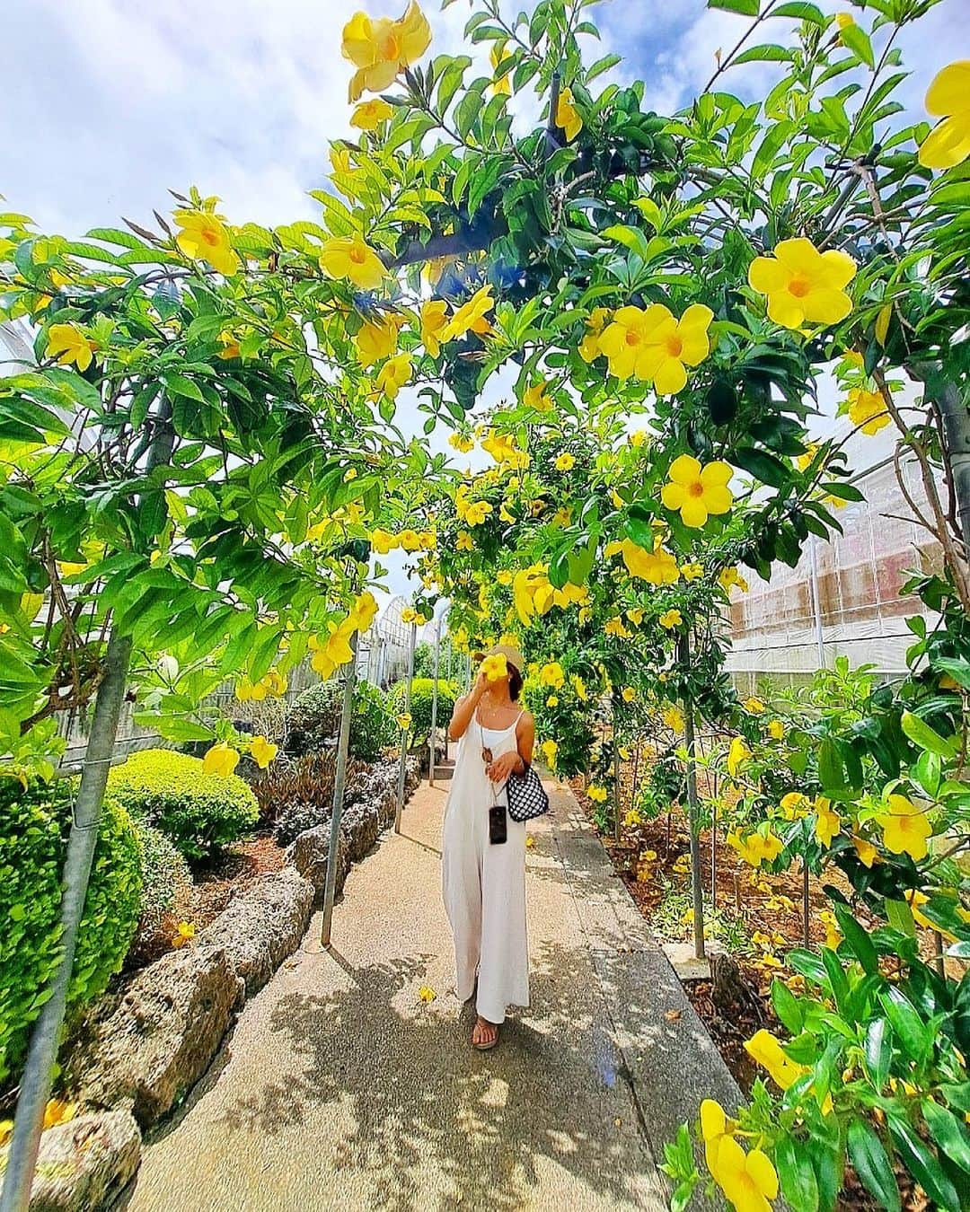 MIMIのインスタグラム：「💛💛💛💛💛  可愛い〜ハイビスカス🌺💛  📍 @yu_topia_farm   #ユートピアファーム宮古島 #ユートピアファーム#ハイビスカス#お花のトンネル#Flower#Flowerarch#tabijyo_flower #下地島 #genic_flower #宮古島 #宮古島旅行  #宮古島観光  #miyakojima  #2023Summer #Summer  #宮古ブルー  #宮古島trip  #tabijyo #tabijyomap_japan  #tabijyo_summer  #tabijyomap_okinawa  #沖縄 #沖縄旅行  #okinawa  #okinawatrip  #mimitrip_2023  #2023夏 #genic_mag  #genic_okinawa  #genic_okinawa  #沖縄離島」