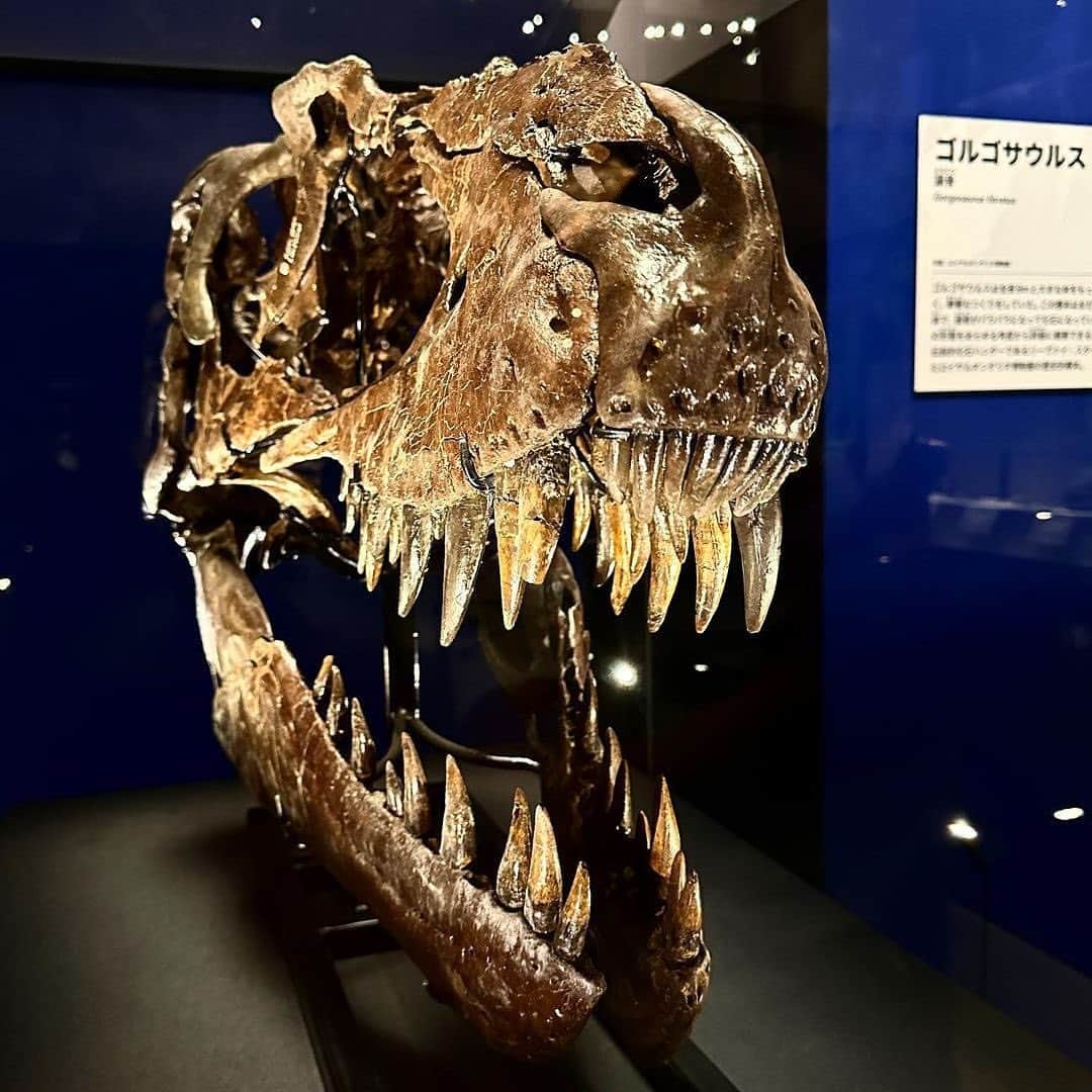 のインスタグラム：「Dinosaurs have come to Ueno 🦕 A special exhibition, "The Dinosaur Expo 2023", is currently being held at the National Museum of Nature and Science, Tokyo.  The exhibition offers an enjoyable way to learn about how dinosaurs evolved for offensive and defensive purposes, while looking at them up close.  The Dinosaur Expo 2023 Venue: National Museum of Nature and Science, Tokyo Dates: Mar 14 (Tue) - Jun18 (Sun), 2023 Hours: 9:00-17:00 (Tue-Fri, last admission at 16:30) 9:00-19:00 (Sat-Sun, last admission at 18:30) Closed: Mondays Admission: ¥2,200 for general admission and university students, ¥600 for elementary, junior high and high school students, free for younger children  * This exhibition is by reservation only * For more information, please check the official website of The Dinosaur Expo 2023  -  上野に大迫力の恐竜たちが集結🦕 国立科学博物館では、特別展「恐竜博2023」が開催中です。  恐竜たちが「攻め」や「防御」のためにどのような進化を遂げたのか、標本を間近に見ながら楽しく学べる展示となっています。  【開催概要】 展覧会名：恐竜博2023 会場：国立科学博物館 会期：2023年3月14日(火)- 6月18日(日) 時間： ［火〜金］9:00-17:00 （入館は16時30分まで） ［土・日］9:00-19:00 （入館は18時30分まで） 休館日：月曜日 入場料：［一般・大学生］2,200円、［小・中・高校生］600円、未就学児無料   ※本展は日時指定予約制です。 ※詳細は「恐竜博2023」公式ホームページをご確認ください。  #tokyoartsandculture 📸: @karen10.01.2  #tokyonationalmuseum #ueno #国立科学博物館 #恐竜博2023 #上野 #artoftheday #fineart #artstagram #artlover #fineartphotography #art_of_japan_ #artjournal #artworld #artphoto #arthistory #finearts #artworkoftheday #artandculture #artsandculture #artculture #instaartlovers #loveofart #artexperience #culturalexperience #artlovefeed #cultureofcreatives #creativeart #exhibitionview #artexhibition」