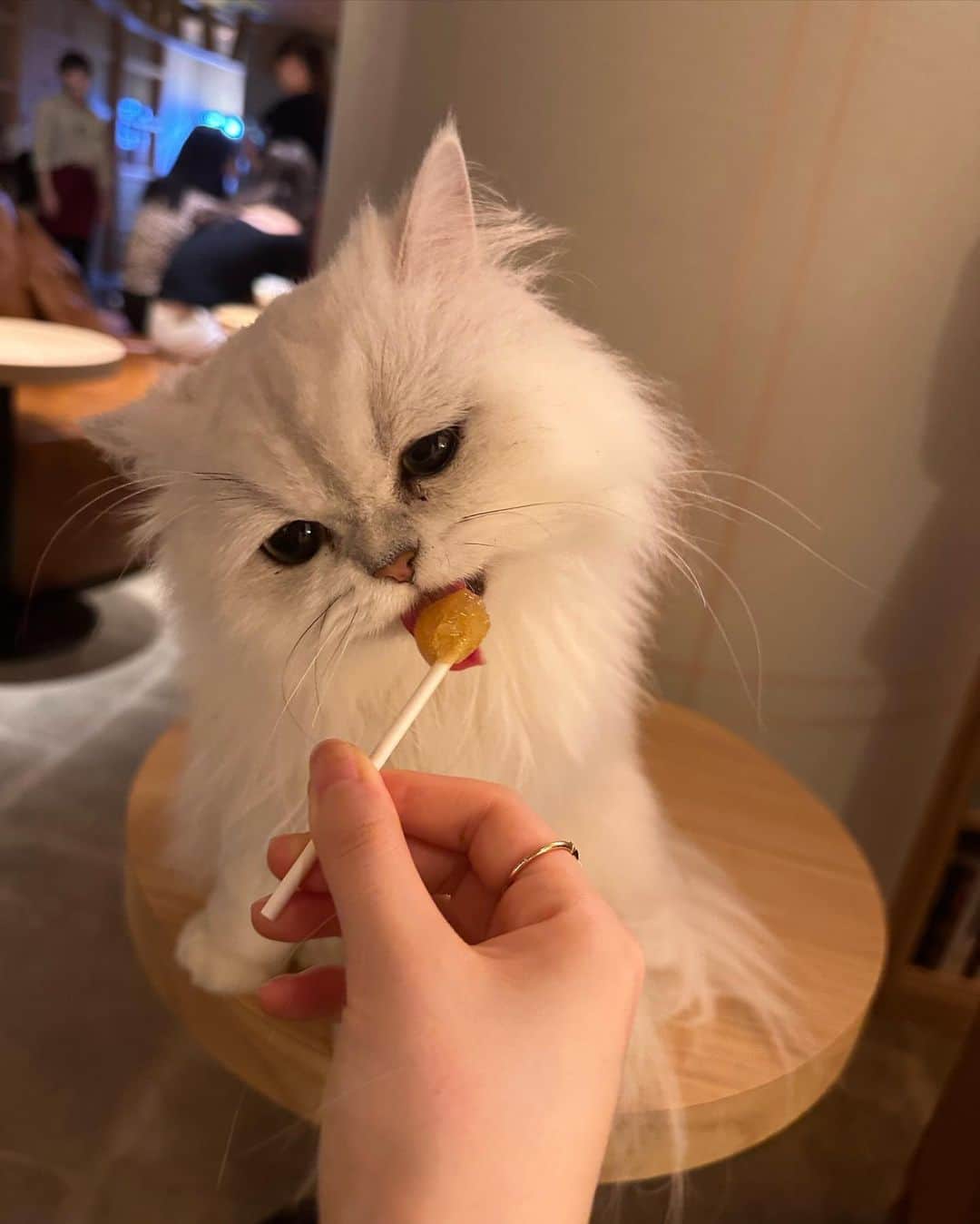 長岡真由（まゆちむ）さんのインスタグラム写真 - (長岡真由（まゆちむ）Instagram)「🐈🐾  天使すぎる👼👼猫ちゃん  猫カフェモカ新宿店 ( @mocha.sinjyuku )に 行ってきたよ🥹🫶🏻  抱っこしながら、おやつあげれるセットが 1000円で出来るようになって もちろんの事課金させて頂きました🙏🏻🙏🏻🙏🏻🙏🏻🙏🏻🙏🏻🙏🏻🙏🏻🙏🏻  もうね、、本当に赤ちゃんみたいで 美味しそうに皆おやつ食べてて可愛すぎて🤦‍♀️💗 また猫活しに行きます👏🏻👏🏻👏🏻🐈  #猫カフェmocha #猫カフェ #pr #新宿猫カフェ #新宿カフェ」6月13日 20時55分 - __mayucc