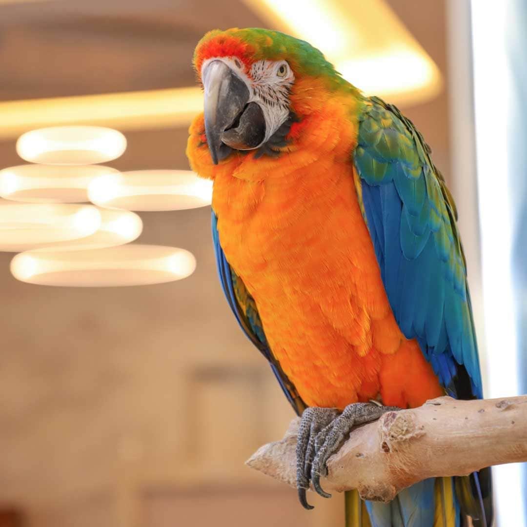 【公式】ルネッサンスリゾートオキナワのグルメインスタ