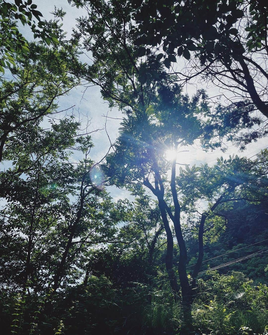 宮司愛海さんのインスタグラム写真 - (宮司愛海Instagram)「【直島・豊島旅行記②】 地中美術館は、やっぱりモネの睡蓮。 展示室に足を踏み入れ視界が開けた瞬間、思わず感嘆の声が漏れた。床の、白い大理石のタイルの感触は足の裏から伝わってくらいやさしく贅沢で、思わずほおずりしたくなるほど。 5点のモネの作品が飾られた真っ白な部屋に冷たさは無く、自然光に包まれたモネの作品たちがやわらかく語りかけてくるようでした。 たった3人のアーティストのために安藤忠雄さんが設計した建物も素晴らしかったなあ...。 地中美術館というその名の通り、建物の大半が地中にあり、山や自然と馴染む外観になっています。館内は写真撮影が禁止なので、建築学生と思われる方々が建物の内部をデッサンしてらっしゃったのもよかったです。  地中美術館からの帰りは、モネの作品を彷彿とさせる「地中の庭」が余韻に浸らせてくれて最後まで夢見心地だったのでした。  あとは大竹伸朗さんの銭湯「I♡湯」 裸でアートに触れるのが不思議な感覚でした。ほかに誰もいなかったので、一人でお湯をいただきました♨️  #地中美術館 #大竹伸朗 #直島旅行記」6月13日 21時22分 - manami_miyaji