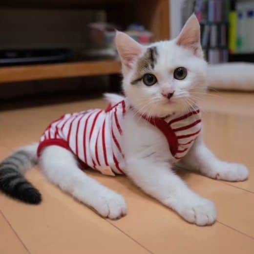 のインスタグラム：「チームにゃわんさん( @nyawan_kumamoto )から赤ちゃん三太の写真をたくさんいただきました〜！⁡ ⁡⁡ ⁡かわいい〜ッ！かわいい〜ッ！⁡⁡！⁡⁡ ⁡つらい〜！かわいい〜ッ！ さんちゃん罪すぎるぅ〜〜ッ！！⁡ ⁡⁡ ⁡⁡ ⁡#teko家卒猫 #下半身不随猫三太 #下半身不随猫チョロ #サンチョロ #哀れなリスナーにサンチョロの祝福を #下半身不随猫 #下半身不随猫と暮らす #圧迫排尿猫 #圧迫排尿  #cat #rescuecat #ねこ #保護猫 #負傷猫 #熊本市動物愛護センター出身 #teko家の犬猫たち#花の木シェルター  ⁡」