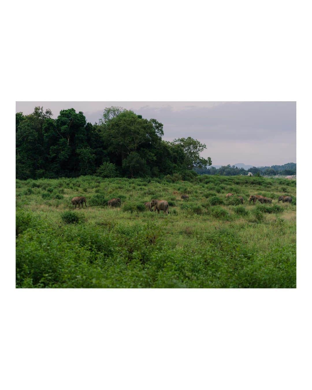 Putri Anindyaさんのインスタグラム写真 - (Putri AnindyaInstagram)「Sights from Gal Oya National Park, Sri Lanka //  Some unforgettable frames that I forgot to share. I kept thinking how lucky I was to visit this country. And I just remember that I still have so many pictures from @destination_srilanka . So I will share some of it these days. Hope you gonna like it as much as I do :)」6月13日 21時56分 - puanindya