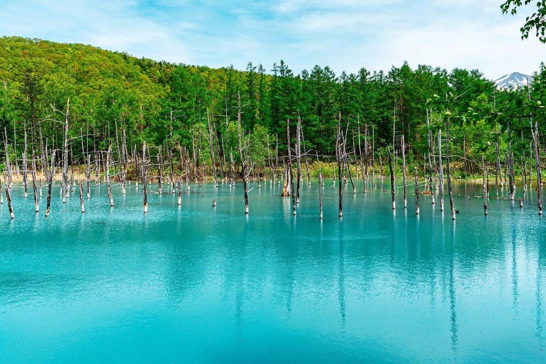 miku_colorsのインスタグラム：「* 2023.6.13 . 北海道の色んな風景のキロク✍️ . pic1 一度行ってみたかった青い池。 想像以上に神秘的なブルーに出会えました💙 . pic2 ケンとメリーの木🌳 . pic3 マイルドセブンの木 めっちゃ逆光だったけど なんとか撮れてた😂 . pic4 移動中にふと出会った風景。 . pic5 洞爺湖 . pic6〜7 ライラック可愛かったなあ💜🤍 . . . . . #北海道#青い池#マイルドセブンの木 #ケンとメリーの木#ライラック#洞爺湖#美瑛#北海道観光スポット #hokkaido#hokkaido_lovers #biei #japantravel#bluepond」