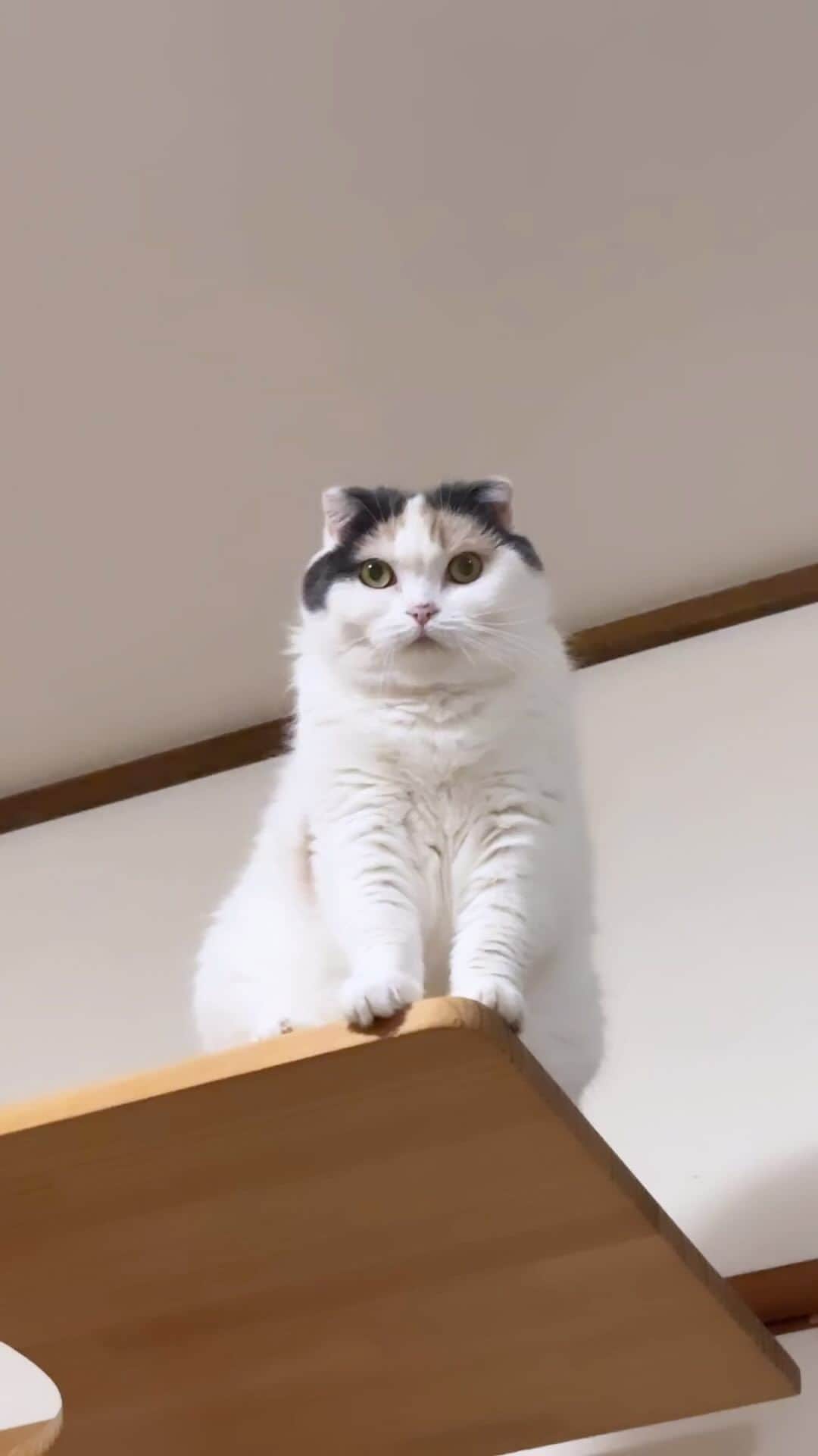 むぎちょこのインスタグラム：「むーたんが『にゃー』ってなくよ🐾 ごはんの おかわりが 欲しいらしいのです😅  🐱むぎ #スコティッシュフォールド  #scottishfold  #猫 #ねこ #にゃー #meow #catsofinstagram  #catlife」