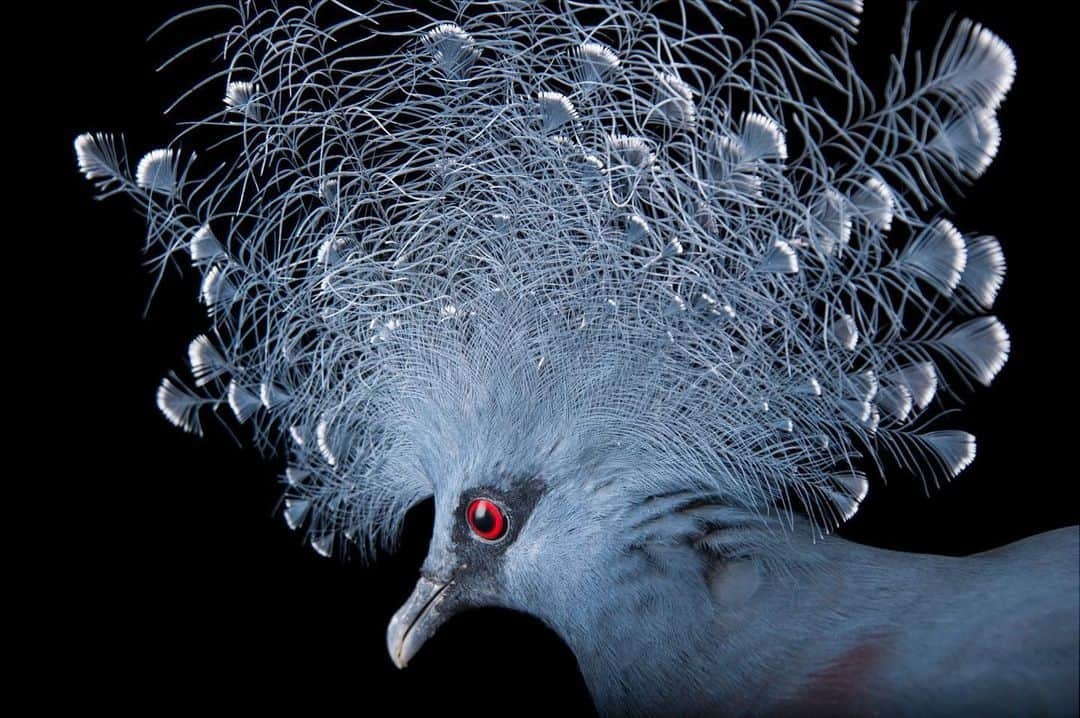 Joel Sartoreさんのインスタグラム写真 - (Joel SartoreInstagram)「Named for Britain’s Queen Victoria, the Victoria crowned pigeon is certainly worthy of a royal status among its feathered friends. With a blue lace crest, scarlet eyes, black mask, and large stature, this bird is unlike any other pigeon you’ll find in your local city park. This large, beautiful creature can grow to be as big as a turkey, making it the largest species of pigeon in the world. Photo taken @columbuszoo.   #PigeonDay #pigeon #bird #victoria #crowned #blue #royal #feathers #crest #animal #wildlife #photography #studioportrait #animalphotography #wildlifephotography #PhotoArk @insidenatgeo」6月13日 22時42分 - joelsartore