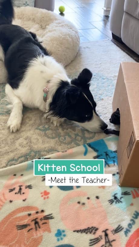Jazzy Cooper Fostersのインスタグラム：「Kitten officially meets her step-mom-dog  The meet & greet with the Bears went perfectly. Now it’s time for Truffles to officially meet Phoebe. They’ve met through gates and while I fed Truffles, but not in a normal face-to-face way. Because Truffles was more nervous than the Bears were, I asked Phoebe to ignore Truffles. It would have scared Truffles if Phoebe moved too fast. I always provide a hiding spot for the kittens in case they need a safe place. It took a few controlled sessions for Truffles to be comfortable, but she did! Sudden moves still scare her, and it will take a little more time for her to fully accept Phoebe.  I’ll be posting another video shortly! Next up: Phoebe and the Three Bears. 🐼🐻🐻🐻」