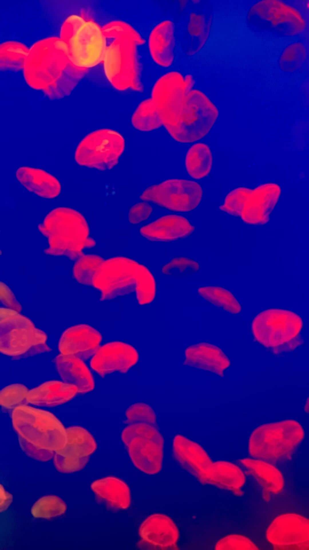 村上萌のインスタグラム：「水族館に行っても歌舞伎町に行っても、タクシー乗り場で理不尽にイライラされても、今自分はたまたまこの人生を歩んでいるだけで、どの人生を歩むかは紙一重だったし、明日の人生だってどっちにでもなるよなと思うと、一旦どんな生き物も愛しいと思う😇そんなことを考えながら観察されているとはクラゲも思わんだろう🪼でも癒された。   #暮らしの微調整」