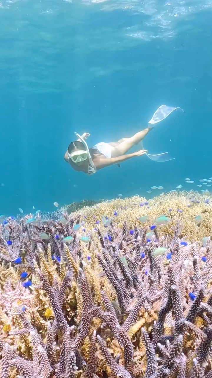 HAIMURUBUSHI はいむるぶしのインスタグラム：「小浜島・はいむるぶしから癒しの風景をお届けします。 石垣島と西表島の間に広がる国内最大のサンゴ礁「石西礁湖」。 世界有数の透明度と360種類を超える造礁サンゴの群落… カラフルなサンゴや熱帯魚など多種多様な海洋生物を育む海のオアシス。 南海の楽園と呼ぶに相応しい豊かな海が広がっています。 #沖縄 #八重山諸島 #離島 #旅行 #サンゴ #海 #素潜り #シュノーケル #夏 #小浜島 #リゾート #ホテル #はいむるぶし  #japan #okinawa #island #coral #sea #beautiful #scenery #snorkeling #tour #travel #sumer #vacation #resort #hotel #haimurubushi」