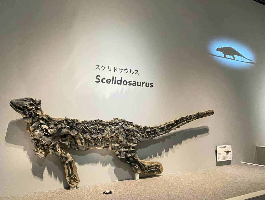 石田ひかりのインスタグラム：「マティスからの〜 トゲトゲ〜恐竜展〜🦕  1メートルくらいの小さい恐竜もいたんですね〜 小さな男の子たちがものすごく詳しくて 可愛かったな😍😍😍  恐竜さんたちが絶滅して いまわたしたちが生きている いまのこの地球を見て、恐竜さんたちはどう思うだろう いつの日か私たちも絶滅するんだろうか 気が遠くなりそうな生命のロマンを想いながら 家路につきました🚗  梅雨の晴れ間のおやすみ日 エネルギーチャージできました🦕  明日も早いっす… 寝なければ…  #恐竜展 #トゲトゲ」