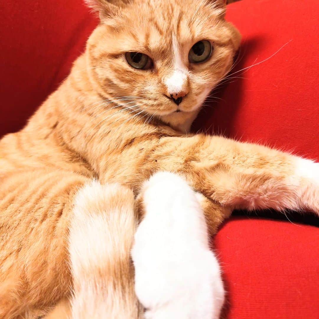 高口里純さんのインスタグラム写真 - (高口里純Instagram)「久々にうちの子。三姉妹、元気に仲が悪いです(゜ロ゜)  #猫#三姉妹#茶白猫 #三毛猫#キジトラ猫 #ねこすたぐらむ   #cats #pets」6月13日 23時31分 - takaguchijay
