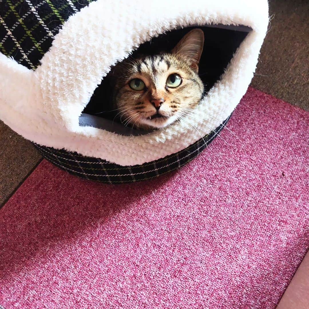 高口里純のインスタグラム：「久々にうちの子。三姉妹、元気に仲が悪いです(゜ロ゜)  #猫#三姉妹#茶白猫 #三毛猫#キジトラ猫 #ねこすたぐらむ   #cats #pets」