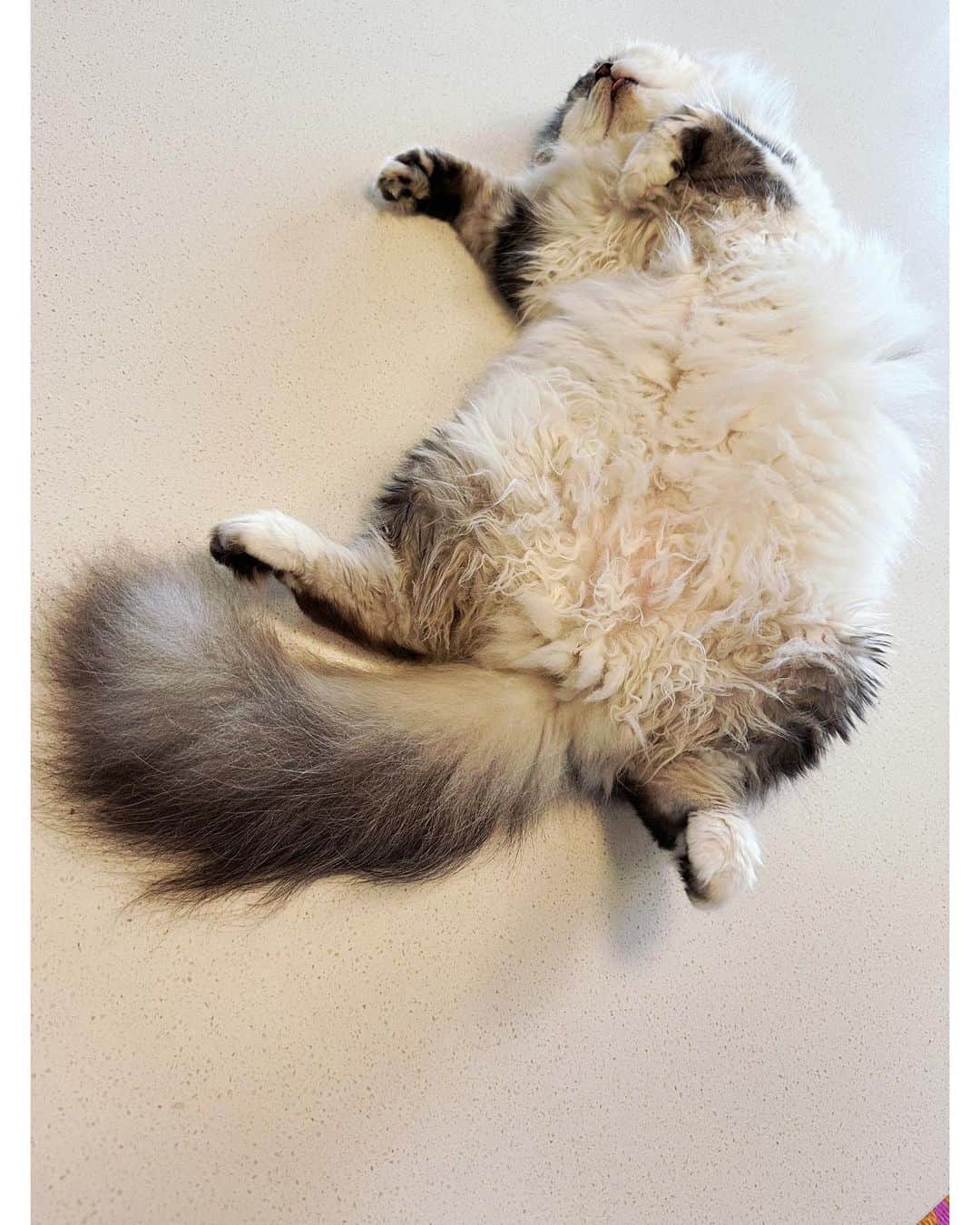 木村カエラさんのインスタグラム写真 - (木村カエラInstagram)「おはようございます。  うちのオクラは安定の腹だし寝です。 お腹のカールがかわいいね。 そこだけパーマネントあてたのかな。 ペロしてるね。 舌でちゃってるね。 かーいーね。  ジメジメ☔️しておりますが、 今日もいい日になりますように。🌞  #おくら #アメリカンカール #猫 #癒し」6月14日 9時19分 - kaela_official