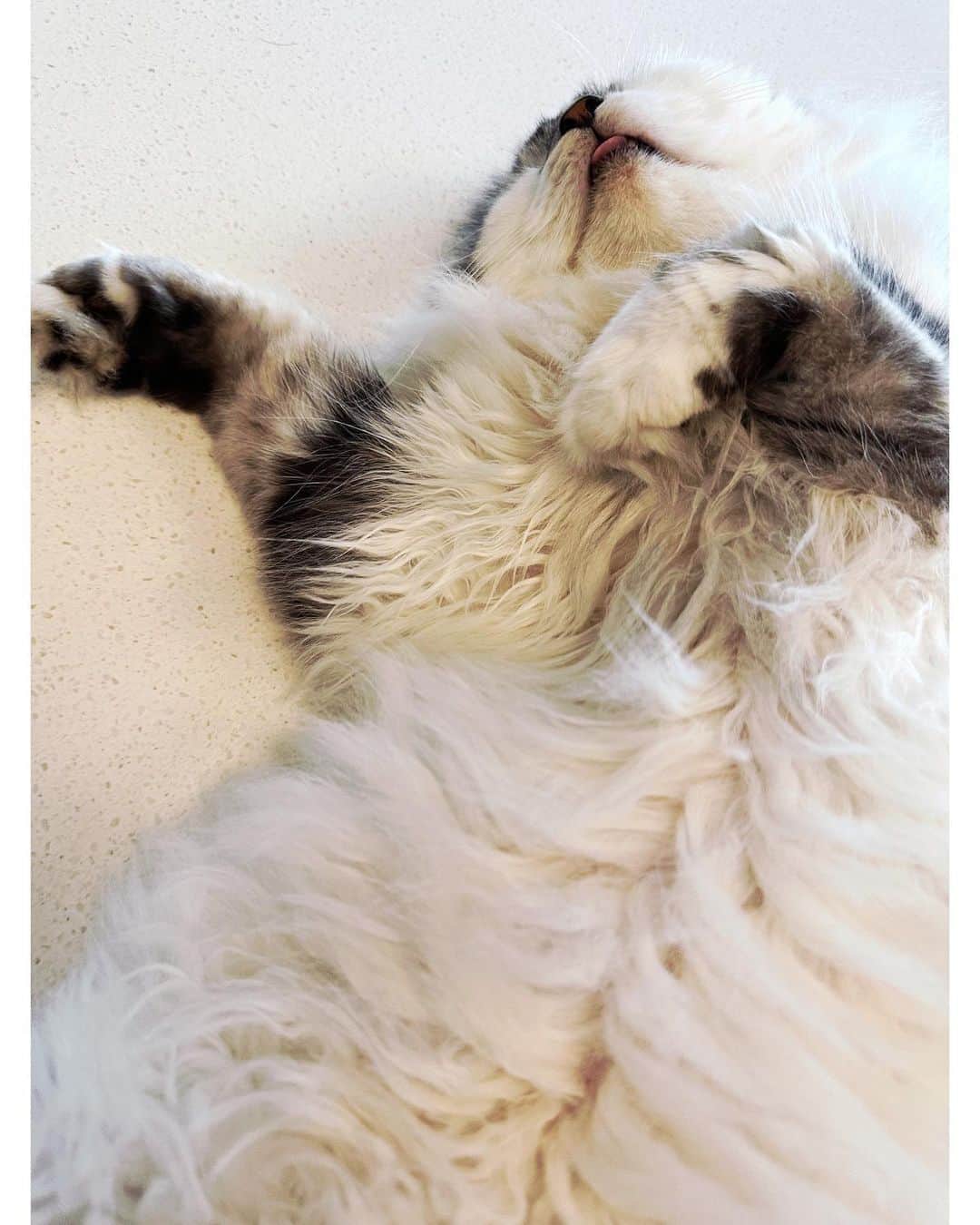 木村カエラさんのインスタグラム写真 - (木村カエラInstagram)「おはようございます。  うちのオクラは安定の腹だし寝です。 お腹のカールがかわいいね。 そこだけパーマネントあてたのかな。 ペロしてるね。 舌でちゃってるね。 かーいーね。  ジメジメ☔️しておりますが、 今日もいい日になりますように。🌞  #おくら #アメリカンカール #猫 #癒し」6月14日 9時19分 - kaela_official