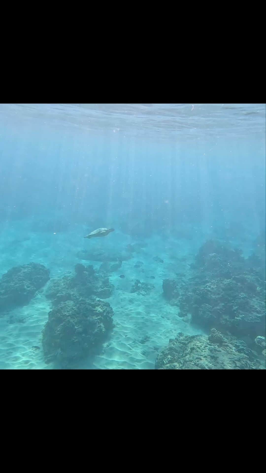 工藤まやのインスタグラム：「波の穏やかな夏の海は本当に癒される。 4時起きで、入水6:30に出会ったホヌ。 海に差し込む朝日が眩しい。 この夏ハワイへお越しの方は少しでもいい。 泳いで水中の世界を知ってほしい💚  #ハワイ #underwater #ocean #hawaii」
