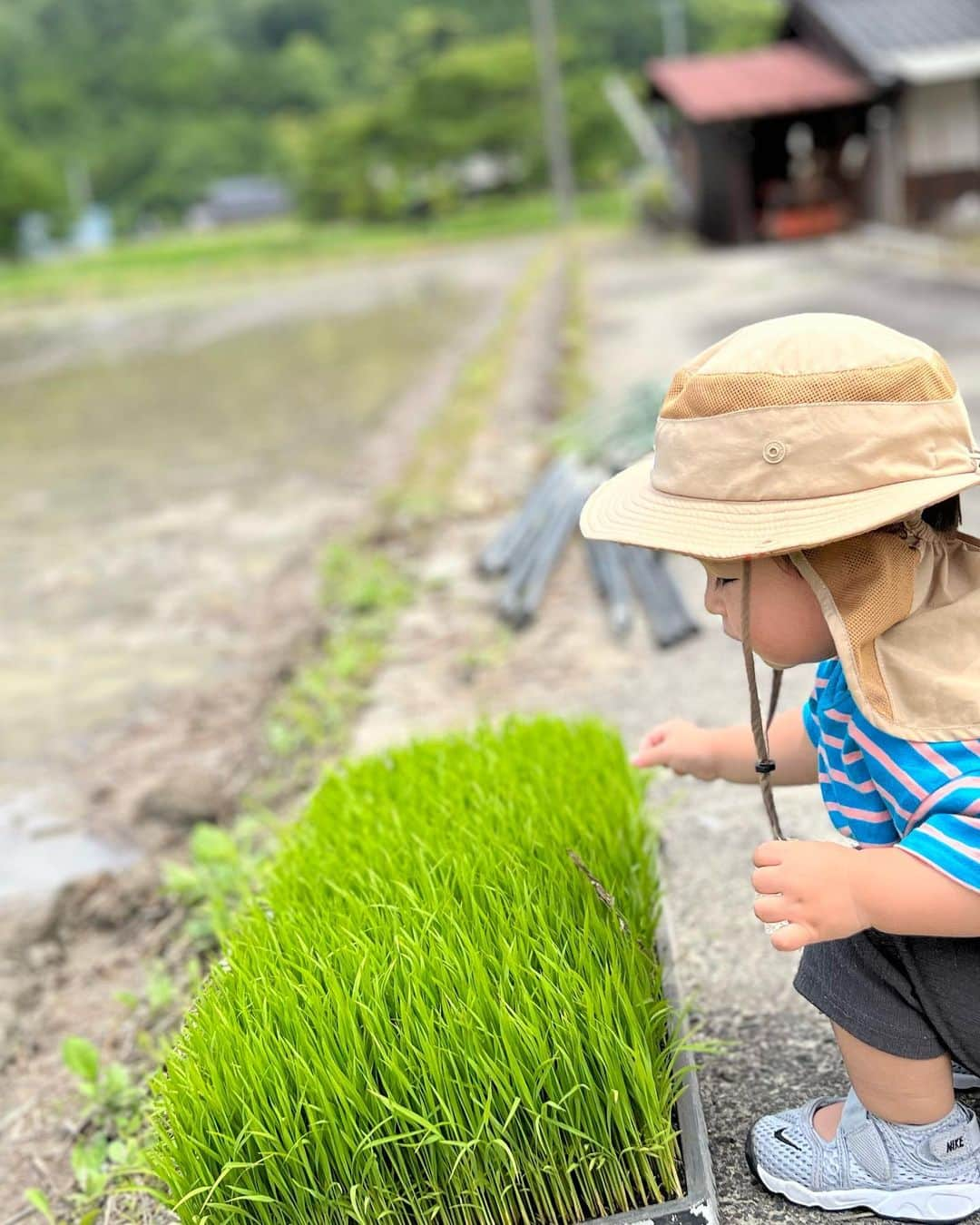 東里梨生のインスタグラム：「今年も 田植え行ってきました。 と言っても銀ちゃんいるので 最近は見守りだけですが〜 参加した子供達頑張っていました😊  三枚目の写真は去年の田植え時の銀ちゃん。 大きくなったな😆 今年は苗に興味津々でした🌱 来年は一緒にできるかな？  #田植え #無農薬米」