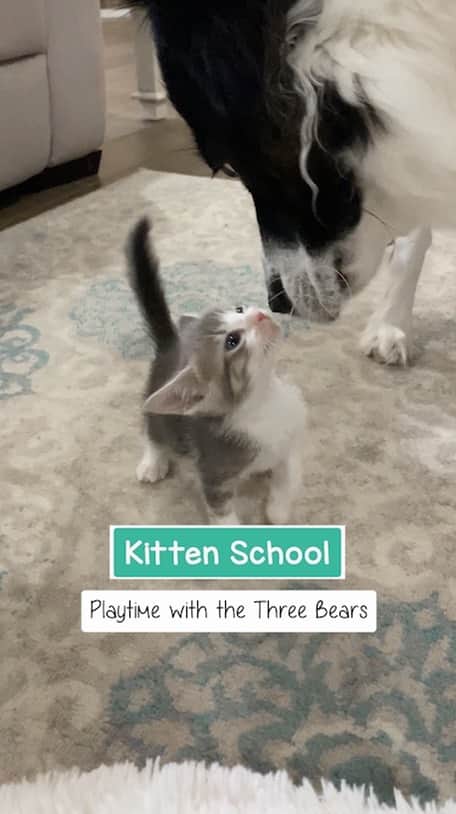 Jazzy Cooper Fostersのインスタグラム：「Playtime with the Three Bears  After introducing Phoebe to the Bears then Truffles separately, it’s time for Phoebe to play with all three! Even BB was interested in joining. (She usually keeps to herself or stay with me when kittens are around) I like to do separate introductions so I can really observe their intractions and manage better. Smokey seems to like Phoebe the best so far.」