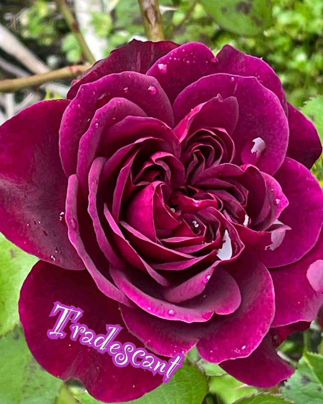 橋本志穂さんのインスタグラム写真 - (橋本志穂Instagram)「ルヴァン美術館の帰り、トコさんのお庭を 見せて頂きました❣️  薔薇が100株以上も植えてあって、　珍しい品種もたくさん❣️ 花によって香りが違うことなど、、、 薔薇の先生のトコさんにたくさん教えていただきました。  長い雨のあとで、 たくさんの花が散っていましたが、 散る様もとても美しい〜。 花びらの絨毯がたくさん🥰  薔薇の花の美しさに魅せられてかー 蜘蛛🕷️とのコラボ写真がたくさん撮れました。  スパイダーに乗ってる私としては、 蜘蛛は仲間😘  トコさんがササッと薔薇を切って アレンジメントを作って贈ってくださいました。 ちょうど、蚤の市で買ったガラスの器があったので その中に入れて あっちこっちに置いてみて 美しさと香りを楽しみました〜😍  お花に囲まれてる生活って　羨ましいなー  #薔薇 #デルフィニウム #バイク女子　#brp　#can-am #SPYDERF3」6月14日 2時59分 - shihohashimoto3