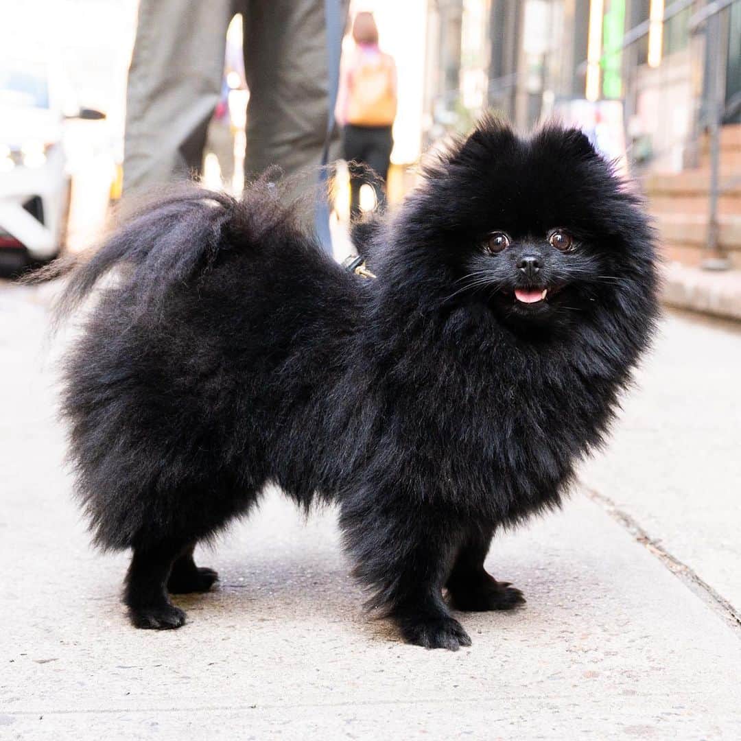 The Dogistさんのインスタグラム写真 - (The DogistInstagram)「Walnut, Pomeranian (3 y/o), Pearl & Coenties Alley, New York, NY • “She scratched up the whole wall on the last day of the lease. It took all night to fix it.”」6月14日 3時05分 - thedogist