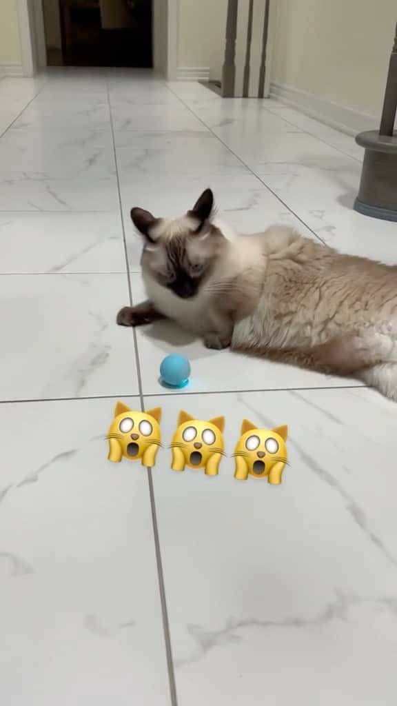 Cute Pets Dogs Catsのインスタグラム：「To shop, comment “Link” and we will dm you with a link. 😊🛍  Watch their eyes widen with excitement as they chase, pounce and bat at this mesmerising toy!  On SALE, Today Only 🎉  Link in our Bio @kittens_of_world  You can find all additional information on our 9Lives store. (Link in Bio)  #chat #neko #gato #gatto #meow #kawaii #nature #pet #animal #instacat #instapet #mycat #catlover #cutecats #cutest #meow #kittycat #topcatphoto #kittylove #mycat #instacats #instacat #ilovecat #kitties #gato #kittens #kitten」