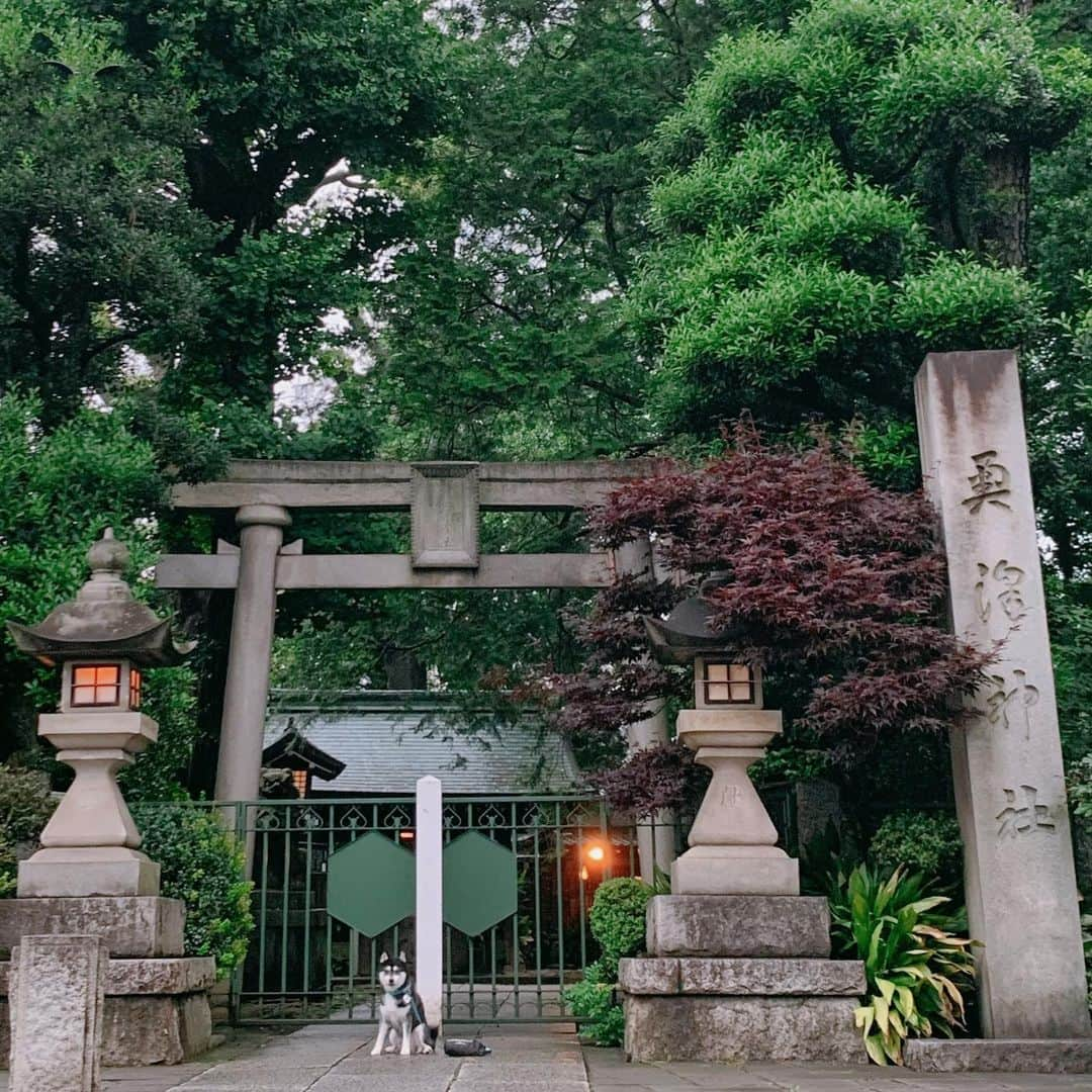 くろさんのインスタグラム写真 - (くろInstagram)「G☺︎☺︎d m☺︎rning ⛩️  #朝んぽ #狛犬風 #奥澤神社 #奥沢神社 #奥沢散歩 #自由が丘散歩 #奥沢犬 #自由が丘犬 #勝手に看板犬 #柴犬 #黒柴 #黑柴 #和犬 #日本犬 #わんこ #イッヌ #柴犬のいる暮らし #黒柴のいる暮らし #わんこのいる暮らし #イッヌのいる暮らし #kuroshiba #blackshiba #shibainu #shibadog #shibastagram #dogstagram #instadog」6月14日 6時21分 - m6bmw