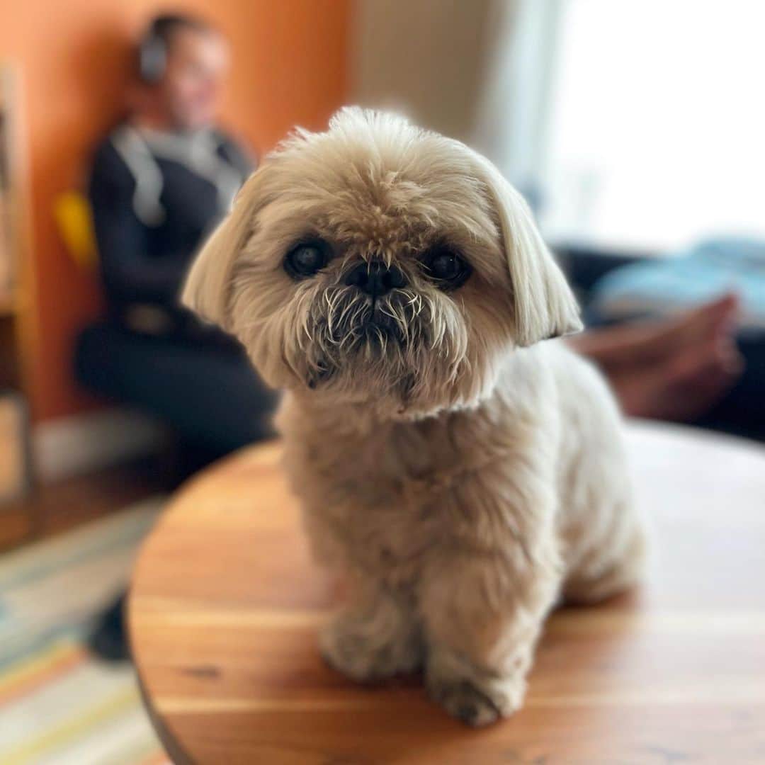 Dougie the Shih Tzuのインスタグラム：「Coworking.」