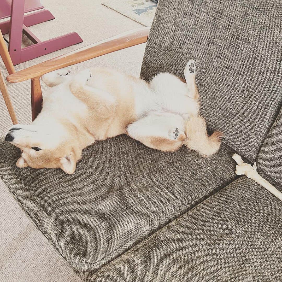 KIKIのインスタグラム：「昨日の朝と今日の朝🐕 見送りはいっさいなし #椿王丸」