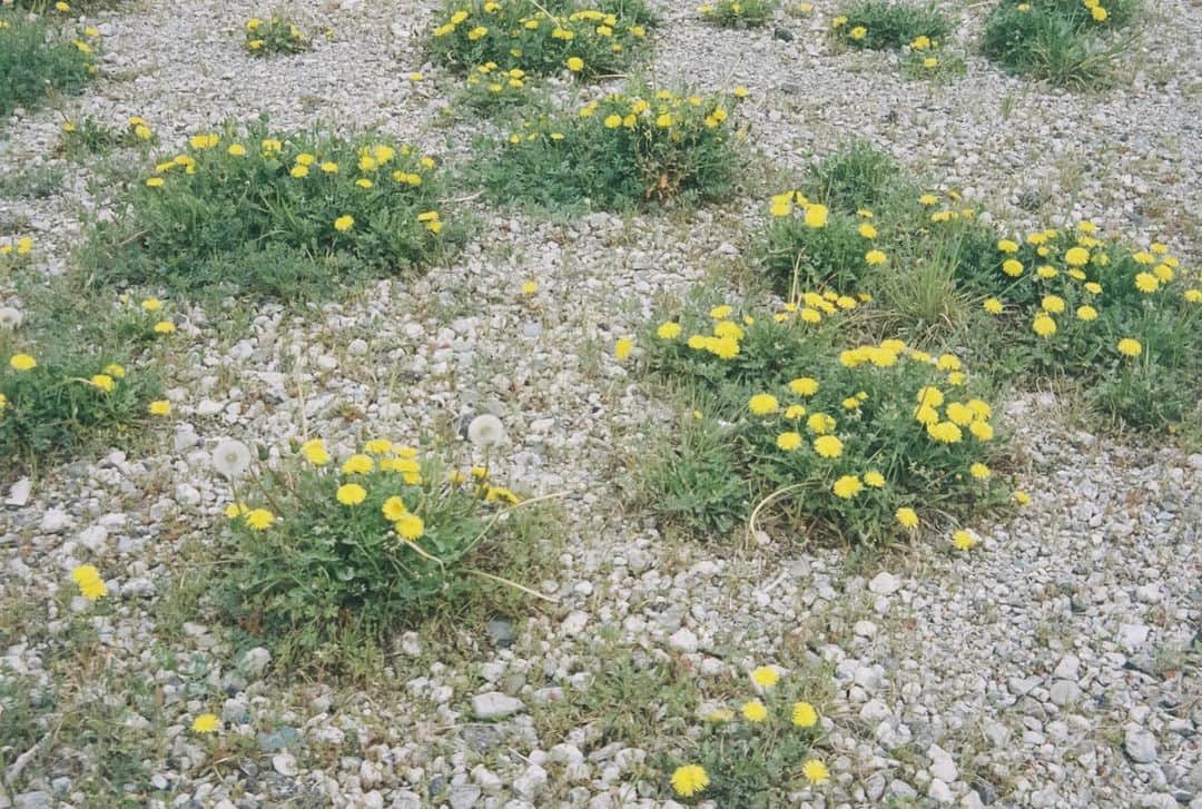 小川紗良のインスタグラム：「このままワンピースに仕立てたいような、タンポポ柄の地面。  #film #filmphotography #flowers #dandelion #タンポポ #地面」