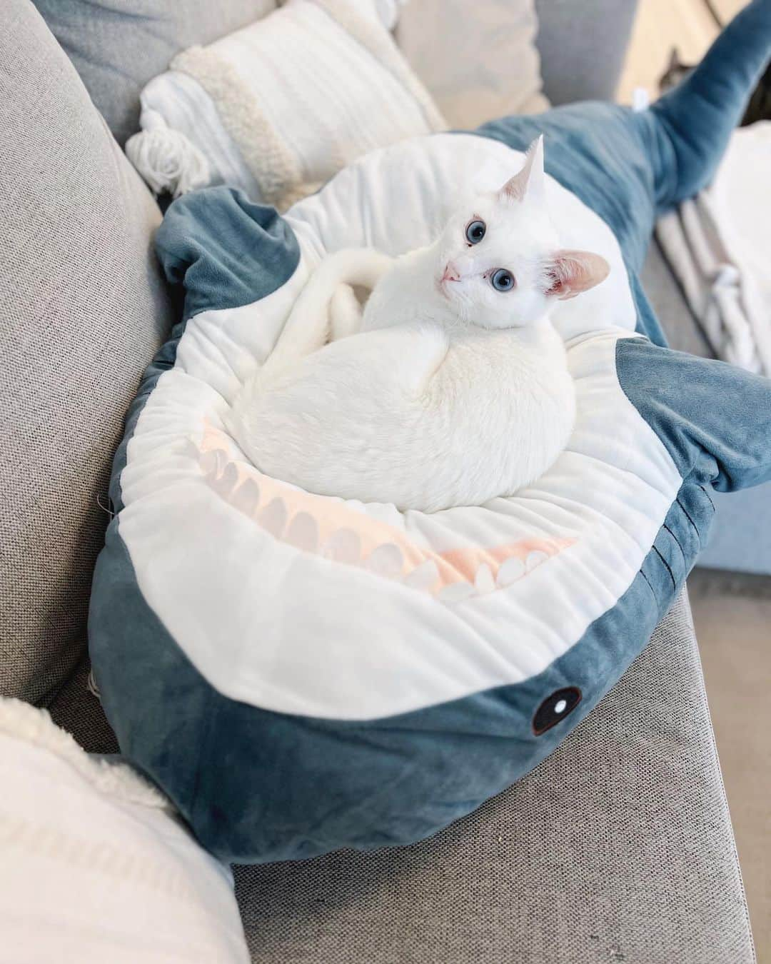 korokoronyaのインスタグラム：「✣*∗ 14 Jun, 2023  Mochi’s favorite bed🦈 * ちびマメ姉さんがビッグクレーンゲームでゲットした このサメがお気に入りで ベッドにしてよく寝てるもっちゃん🦈😆 (3枚目は新調したテント⛺️を広げてその中を 自分の部屋仕様にした姉さんに便乗していつの間にか寝てたw) * 昨日一昨日とちびマメ姉さん、気持ち悪いとか、 頭が重いとかで欠席… 毎回あるあるだが休むと元気なのなんなんマジで…😑 休むんだったらスマホ、Switch禁止令出し。 ヒマ〜ヒマ〜ダラダラ…だったら学校行けや😤😑 はぁ〜😮‍💨今日はやっと行きました…😑 * #mochi_koronya」