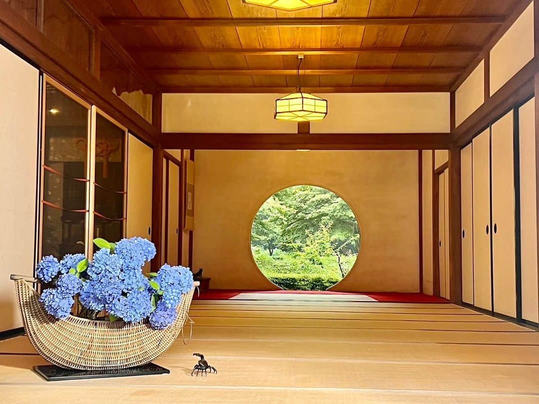 依田司さんのインスタグラム写真 - (依田司Instagram)「6月14日(水) 神奈川県鎌倉市にあるアジサイ寺『明月院』から。今シーズン、２度目の訪問です。先月３０日に訪れてから、２週間ほど経ち…アジサイが鮮やかな青色「明月院ブルー」になりました。 この風景をひと目見ようと、開門前から並ぶ方も大変多く、朝は混雑するため、１４時過ぎがオススメなのだとか。 また、訪れた際に見ておきたいのが…満月のような「悟りの窓」。窓から見える景色は四季折々の表情を見せてくれます。この時期は、窓の奥には濃い緑色のモミジ、手前にはアジサイがあしらわれています。 さらに、境内にあるお茶屋さん「月笑軒」では、お抹茶と和菓子をいただけます。散策で少し疲れたら、ホッとひと息つけますよ。  #明月院 #goslowcaravan #ゴースローキャラバン #依田さん #依田司 #お天気検定 #テレビ朝日 #グッドモーニング #気象予報士 #お天気キャスター #森林インストラクター #グリーンセイバーアドバンス #プロジェクトワイルド #IPCC伝導者 #japan #japantrip #japantravel #unknownjapan #japanAdventure #japanlife #lifeinjapan #instagramjapan #instajapan #療癒 #ilovejapan #weather #weathercaster #weatherforecast」6月14日 8時47分 - tsukasa_yoda
