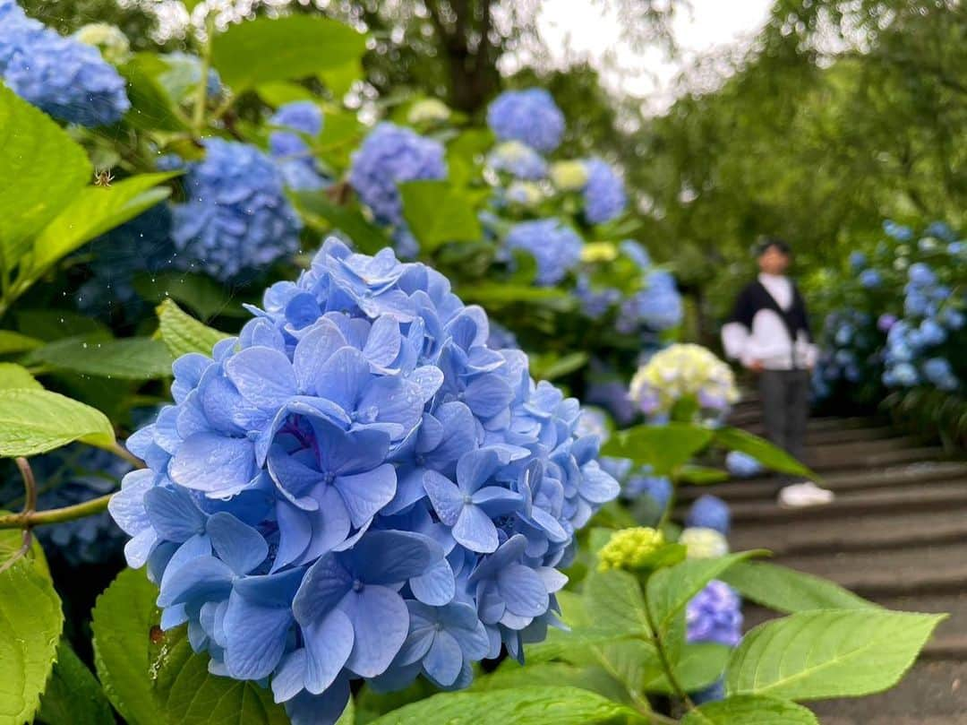 依田司さんのインスタグラム写真 - (依田司Instagram)「6月14日(水) 神奈川県鎌倉市にあるアジサイ寺『明月院』から。今シーズン、２度目の訪問です。先月３０日に訪れてから、２週間ほど経ち…アジサイが鮮やかな青色「明月院ブルー」になりました。 この風景をひと目見ようと、開門前から並ぶ方も大変多く、朝は混雑するため、１４時過ぎがオススメなのだとか。 また、訪れた際に見ておきたいのが…満月のような「悟りの窓」。窓から見える景色は四季折々の表情を見せてくれます。この時期は、窓の奥には濃い緑色のモミジ、手前にはアジサイがあしらわれています。 さらに、境内にあるお茶屋さん「月笑軒」では、お抹茶と和菓子をいただけます。散策で少し疲れたら、ホッとひと息つけますよ。  #明月院 #goslowcaravan #ゴースローキャラバン #依田さん #依田司 #お天気検定 #テレビ朝日 #グッドモーニング #気象予報士 #お天気キャスター #森林インストラクター #グリーンセイバーアドバンス #プロジェクトワイルド #IPCC伝導者 #japan #japantrip #japantravel #unknownjapan #japanAdventure #japanlife #lifeinjapan #instagramjapan #instajapan #療癒 #ilovejapan #weather #weathercaster #weatherforecast」6月14日 8時47分 - tsukasa_yoda