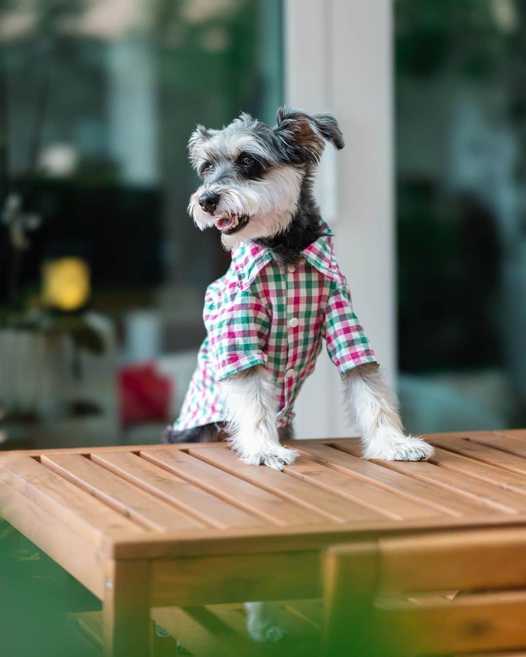 Remix the Dogのインスタグラム：「Wanna hang out with this handsome bearded boy IRL?! We’ll be doing a meet and greet at @petconofficial next month in Chicago! Come hang out and smell Remix in person on July 22nd. Hope to see you guys there!  #dogsofinstagram #schnauzer #petcon #mydogiscutest #puppylove」