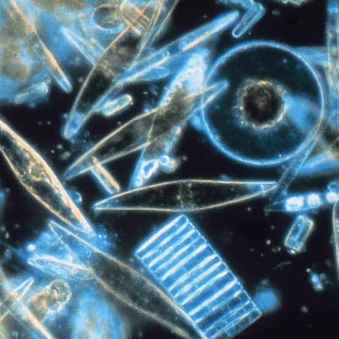 パワーハウスミュージアムのインスタグラム：「'Our ancestors were scientists from the very beginning. They observed and collected data… they tested and tried new things.'  - Dr Nicole Yamase @_oceanikk_  Acclaimed Micronesian Ocean scientist Dr Nicole Yamase discusses her pioneering research and recounts a life-changing journey to the deepest point of the Mariana Trench.   Saturday 12 August 2023. 6.00pm–7.00pm. Powerhouse Ultimo.   Link in bio.  #SSF23 #SydneyScienceFestival2023」