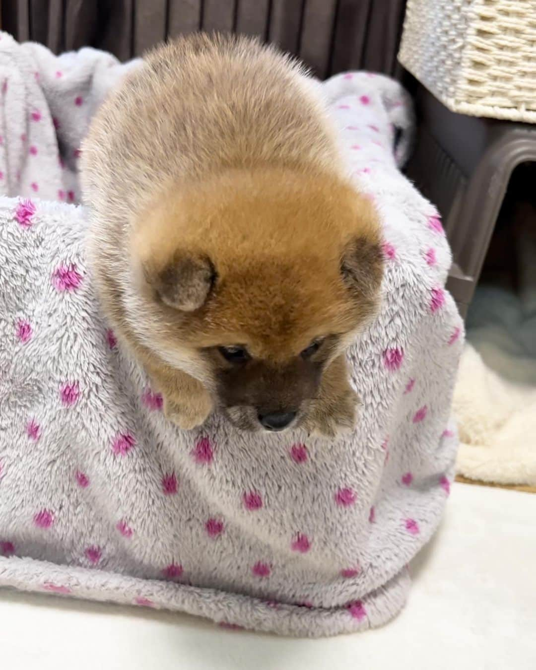 豆柴 サニーちゃんさんのインスタグラム写真 - (豆柴 サニーちゃんInstagram)「. HELLO〜こんばんわんばぶ🐵🍼 . 🐵ぼくはやればできるこばぶ . . どんちゃん生後1ヶ月の頃です☺️ 今と全然顔が違うよね😆 . . #どんちゃんのばぶ日記 #どんちゃん便り . #柴犬#豆柴 #赤柴#豆柴子犬#豆柴多頭飼い #まめしば#しばいぬ#anicas#shiba_snap #shibainu#shiba#mameshiba#shibastagram #豆柴サニーちゃん#豆柴ラムちゃん#さにらむ #さにらむ2023#さにらむどん」6月14日 19時11分 - sunny_rei_32