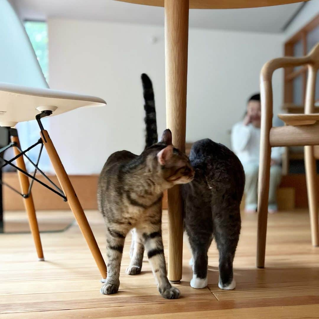 くまお父さんのインスタグラム写真 - (くまお父Instagram)「梅雨塩。 日々おひぐにおけつを嗅がれる園長…からのめんこいこぐま😊 #父がいます #父水曜日は早帰りデー  #ilovecat」6月14日 19時14分 - kumaomaru